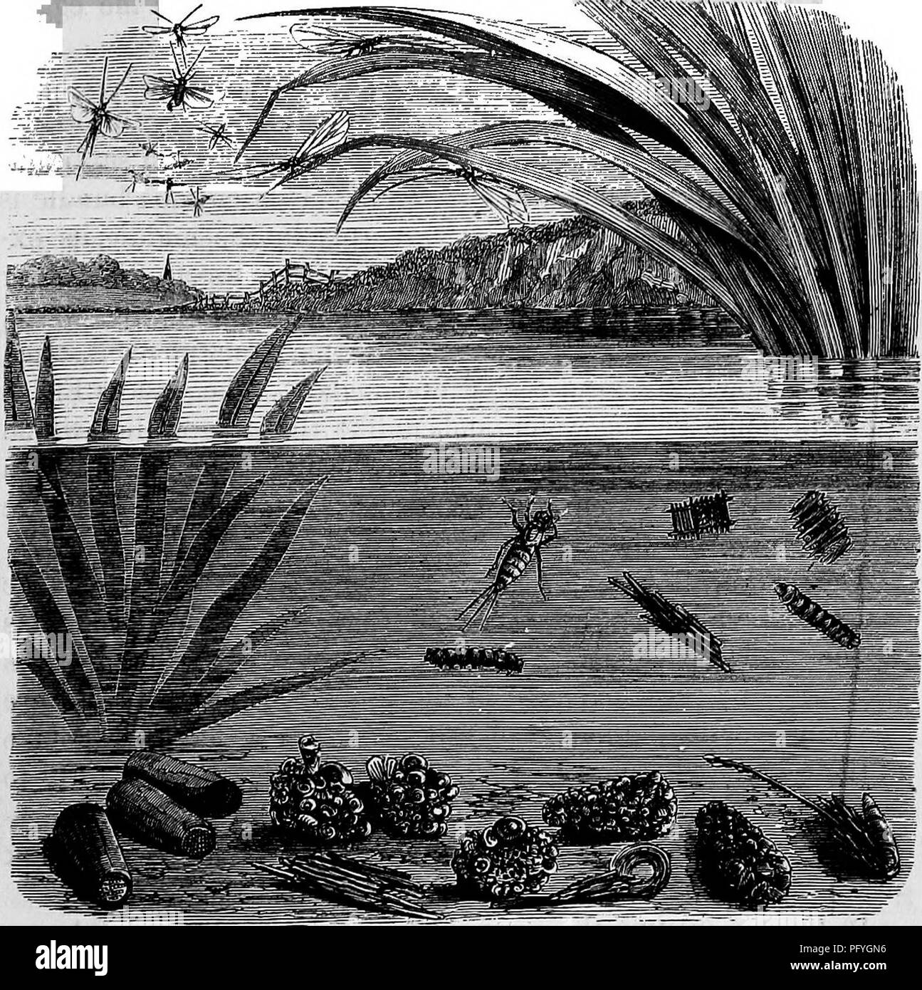 Il libro "Homes Without Hands" discute le abitudini di costruzione degli animali, tra cui la mosca Caddis. Il testo esplora come l'insetto adatta le sue tecniche di costruzione del nido basate su materiali locali, con illustrazioni tratte da campioni reali. Alcuni di questi esemplari sono ospitati nel British Museum, riflettendo l'adattabilità dell'insetto a vari ambienti. Foto Stock