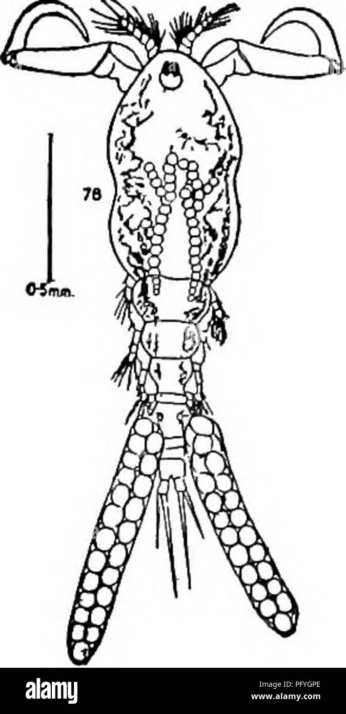 . Di acqua fresca biologia. Biologia di acqua dolce. 786 di acqua fresca Biology 8 (i) testa fusa con il primo segmento toracico, ma di fusione indicata dalle tacche distinti sui margini laterali; metà del carapace en- pneumatico lunghezza e violino-sagomato 9 9 (id) Secondo le antenne come lungo come carapace. Ergasilus versicolor Wilson 19II. Trovato su specie di pesce gatto.. Fig. 1240. Ergasilus versicolor. (Dopo Wilson.) 10 (9) Secondo le antenne solo una metà lunghezza del carapace. Ergasilus chautauquaensis Fellow 1887. Sottordine Branchiura ci è ma una famiglia in questo sottordine, - il Arguhdae. Essi sono ectoparassiti su pesci, e Foto Stock