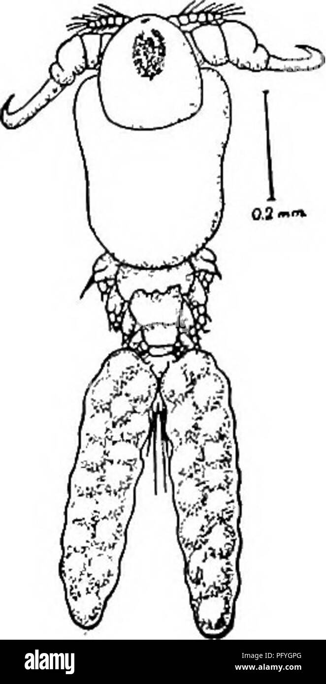 . Di acqua fresca biologia. Biologia di acqua dolce. COPEPODA 785 4 (3) antenne seconda metà della intera lunghezza. Ergasilus labracis Kroyer 1863. I due segmenti basali senza rigonfiamenti o processi; trovati su striped bass, Roccus lineatus. Fig. 1237. Ergasilus labracis. (Dopo Wilson.) margine anteriore del carapace fortemente sporgente al centro in una manopola arrotondati, prima di antenne molto più lungo rispetto a 2. 6 Terminale artiglio della seconda antenne semplici. Ergasilus centrarchidarum Wright 1882. Entrambi i rami del quarto piede tre-segmentata. Trovato su la famiglia Centrarchidae, il fenomeno degli occhi rossi, AmUopliles rupestris, smai Foto Stock