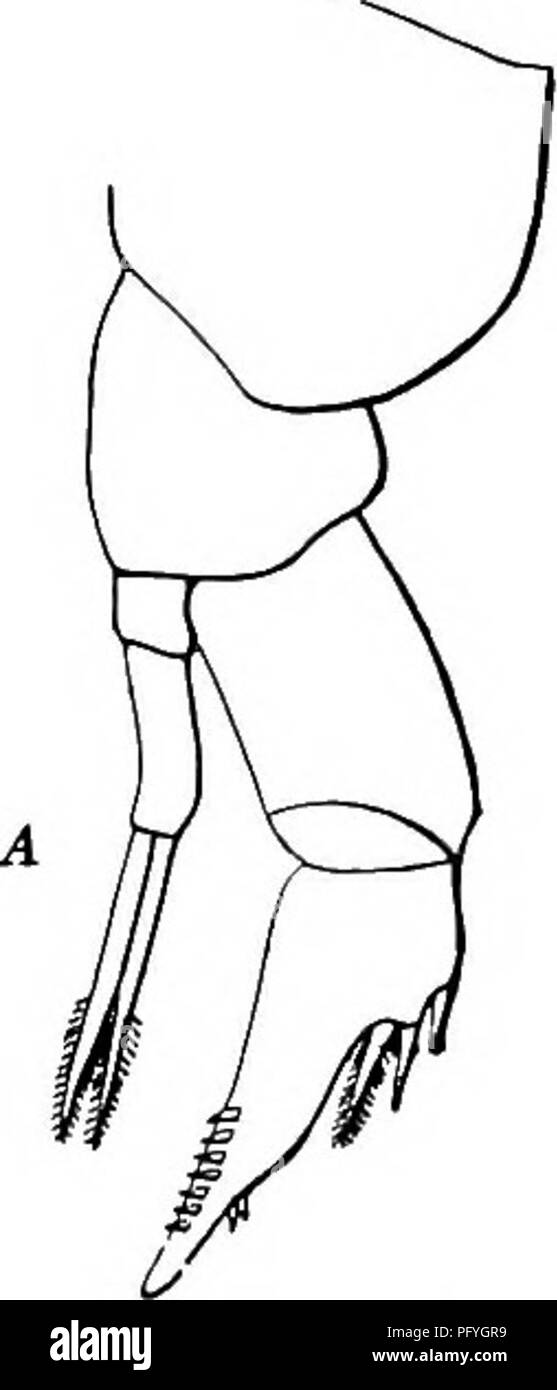 . Di acqua fresca biologia. Biologia di acqua dolce. 768 di acqua fresca 53 di Biologia (49) segmento terminale di destra exopodite maschile di quinto piede di lunghezza consueto, dorso laterale terminale 54 54 (55) superficie interna di sinistra endopodite maschile di quinto piede rugose, spine terminale di endopodites femminile di quinto piede molto a lungo. Diaptomus stagnalis Forbes 1882. Una molto grande delle specie che si trovano a valle del Mississippi in primavera. Lunghezza della femmina, 4 a 4,5 mm. La lunghezza del maschio, 3.3 a 4 mm. Un quinto del piede femminile. (Dopo Forbes.) (dopo Herrick e Turner.). Si prega di notare che queste immagini vengono estratte dalla pagina sottoposta a scansione ima Foto Stock