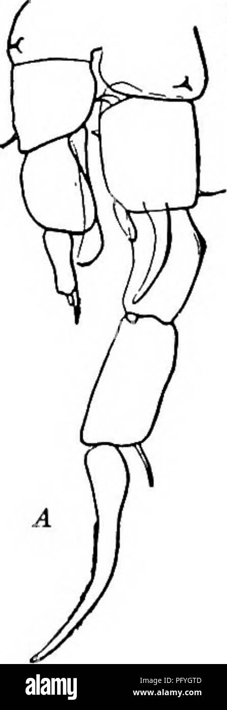 . Di acqua fresca biologia. Biologia di acqua dolce. 25 (24) lamella ialina stretto, che si estende oltre la fine del segmento leggermente, se a tutti; primo segmento basale del diritto quinto piede maschile di armati con gancio di uguale lunghezza al primo segmento di exopodite Diaptomus clavipes Schacht 1897. È stato trovato in tre locali- cravatte, nel West Okoboji Lake, Iowa, vicino a Lincoln, Nebraska, e a Greeley, Colorado. Lunghezza della femmina da 1,37 a 2-5 nun. Fig. 1184. Diaptomus clavipes, maschio. Un quinto dei piedi. X 83. B, segmenti terminali di antenna destra. X 141. Originale.). 26 (23, 42) penultimo segmento di destra anten Foto Stock