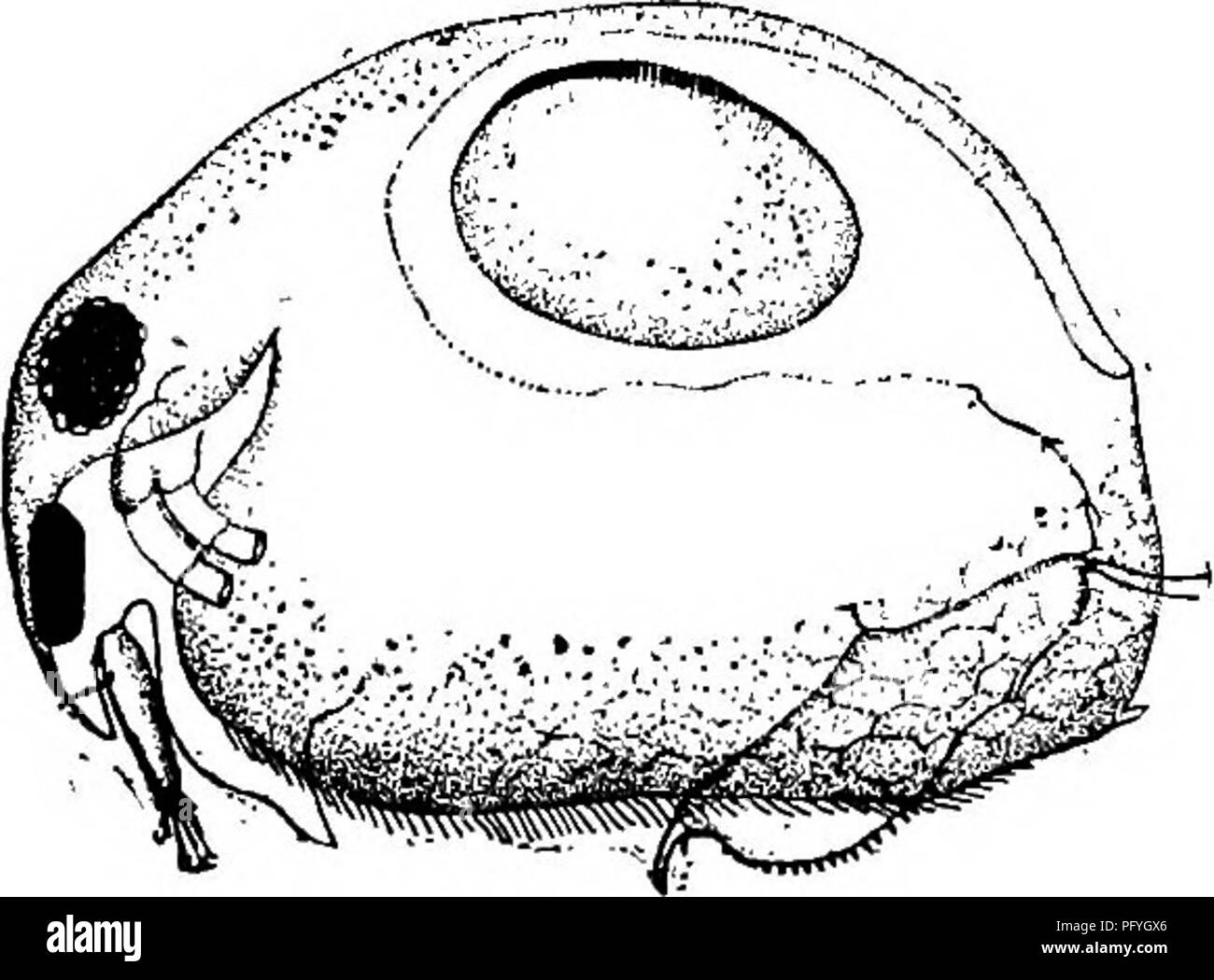 . Di acqua fresca biologia. Biologia di acqua dolce. 246 (121) occhio e ocellus molto grande; progetto antennules ben al di là della tribuna. Dadaya Sars 1901. Unica specie Dadaya macrops (Daday) 1898. Forma arrotondata e ovale; non compresso. Testa piccola, molto premuto; tumid sopra occhio; ros- trum corta e larga. Antennules lungo, mod- erately stout, sporgente ben al di là della tribuna. Post-addome di dimensioni moderate, compresso un po' ampliato dietro ano, leggermente restringentesi verso l'apice; angolo arrotondato; circa 14-18 denticles marginale. Artigli piccola, un dorso basale. Occhio molto grande, con poche lenti; ocellus quasi come larg Foto Stock