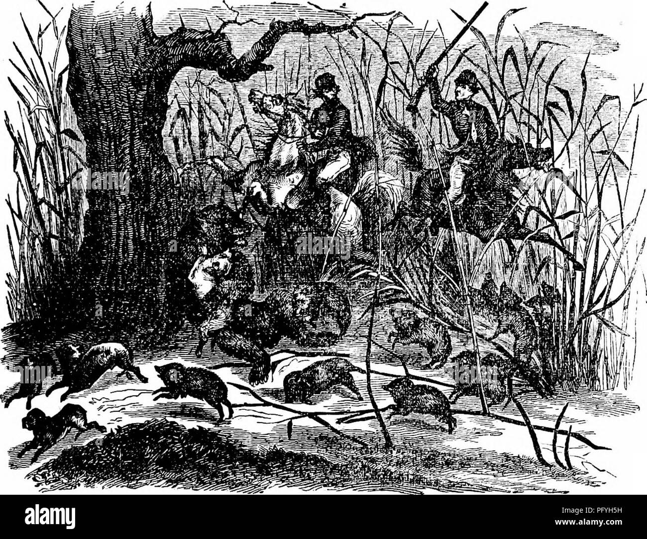 Il cacciatore-naturalista. : Il romanticismo di sporting; o, Wild scene e  wild cacciatori. Storia naturale; Caccia;