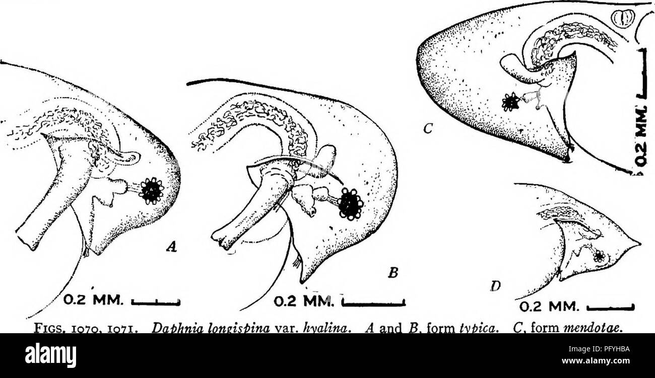 . Di acqua fresca biologia. Biologia di acqua dolce. L'acqua pulci (CLADOCERA) 697 36 (37) la testa non helmeted; occhio vicino al margine. Daphnia longispina corretto. Esistono numerose varietà di D. longispina corretta; a seconda della proporzione delle valvole, ecc. La testa può essere di piccole o grandi dimensioni, il suo margine ventrale dritto, concava o convessa. L'occhio può avere un grande pigmento con poche lenti incorporato, o può essere di dimensioni più piccole con numerosi pro- jecting lenti. Trovato in tutte le regioni degli Stati Uniti. 37 (36) Testa helmeted occhio e quindi rimosso dal margine. Di solito è più delicata e trasparente di 36. Il DAP Foto Stock