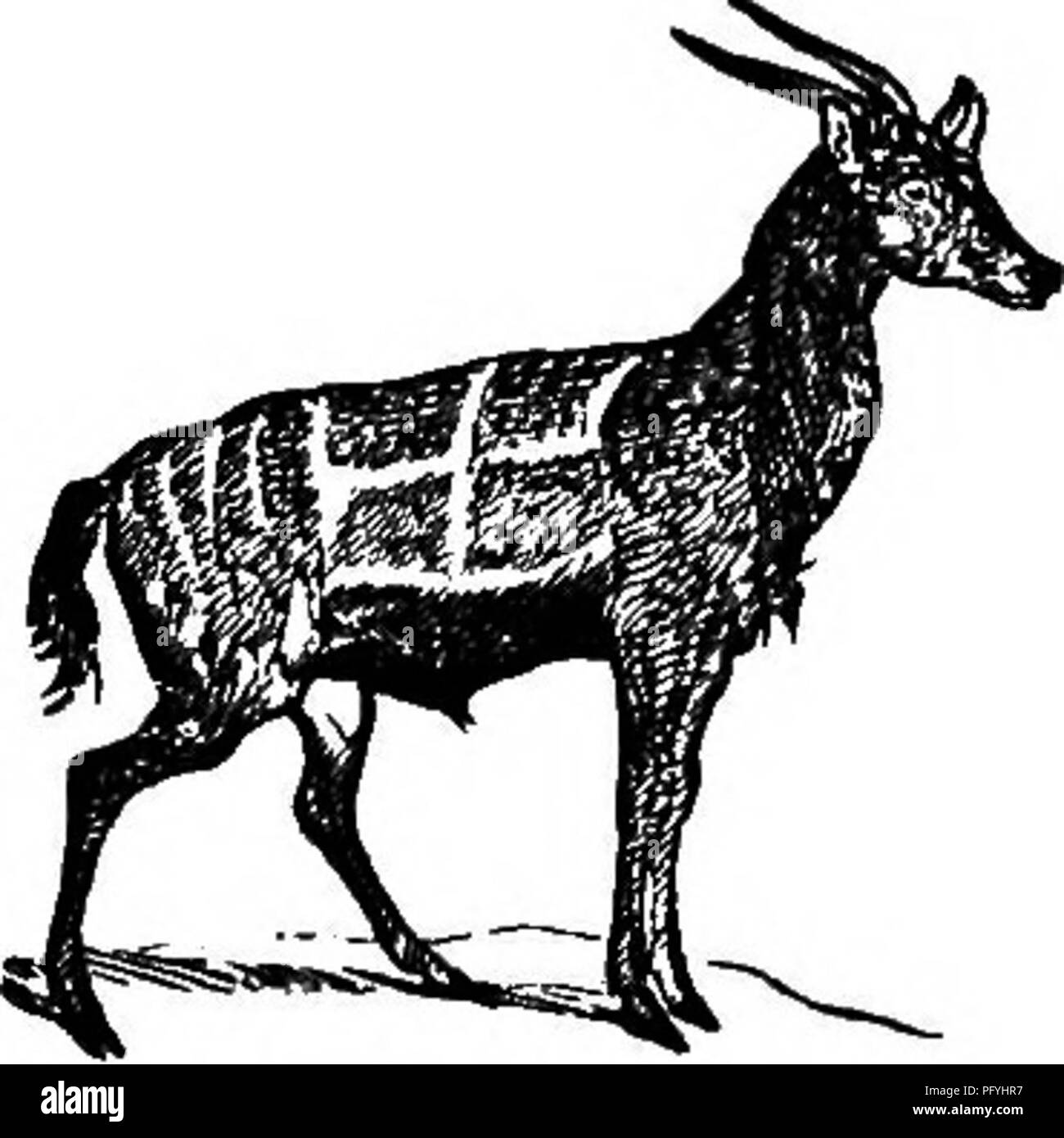 . Illustrate la storia naturale : comprendente le descrizioni di animali, uccelli, pesci, rettili, insetti, ecc., con schizzi di loro peculiari abitudini e le caratteristiche . Zoologia. 142 vertebrati. di attacco è simile a quella della gnu, e cioè la caduta su le sue ginocchia e poi il molleggio violentemente in avanti. La tigre è il suo grande nemico, e spesso distrugge- nonostante il suo coraggio. Durante il giorno il Nylghau nasconde in sé i boschi, e di notte la sua leavee converte per alimentare, spesso a fare alcun danno trascurabile ad adiacenti delle terre coltivate. Il colore di questa creatura è un blu slaty j ha Foto Stock