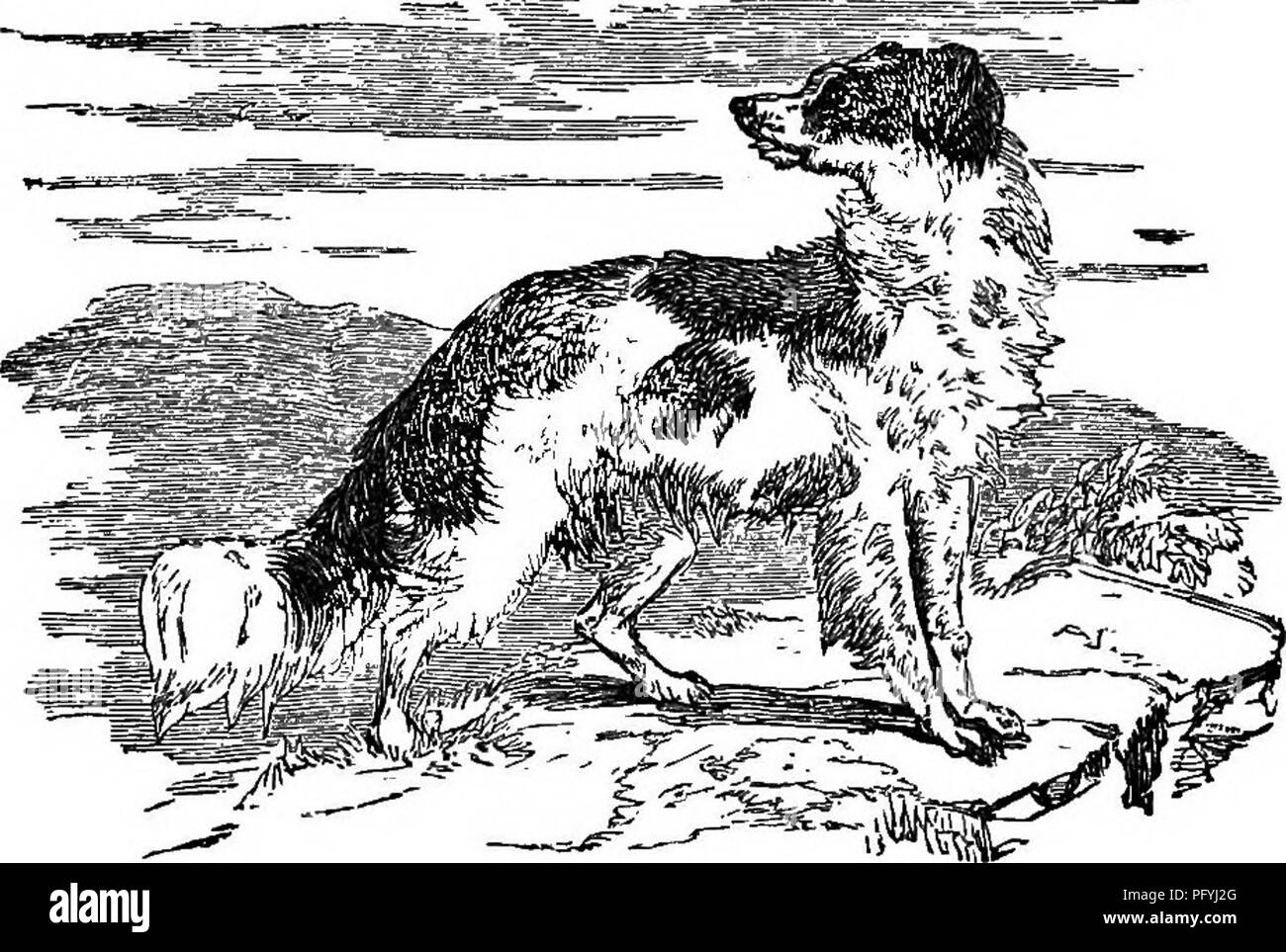 . Illustrate la storia naturale : comprendente le descrizioni di animali, uccelli, pesci, rettili, insetti, ecc., con schizzi di loro peculiari abitudini e le caratteristiche . Zoologia. 68 vertebrati. gradevoli, quando il cane non è eccitato; ma, quando egli è il seguente il ladro, la sua ferocia diventa davvero alaTming. Il Setter è evidentemente il grande épagneul migliorato per la sua peculiare dimensione e bellezza e ha insegnato un altro modo di contrassegnare il suo gioco, vale a dire mediante l'impostazione o accovacciato. Se la forma del cane sono state Dot sufficientemente soddisfacenti su questo punto, potremmo ricorrere. Holiday Inn Express Setter. alla storia per informazione Foto Stock