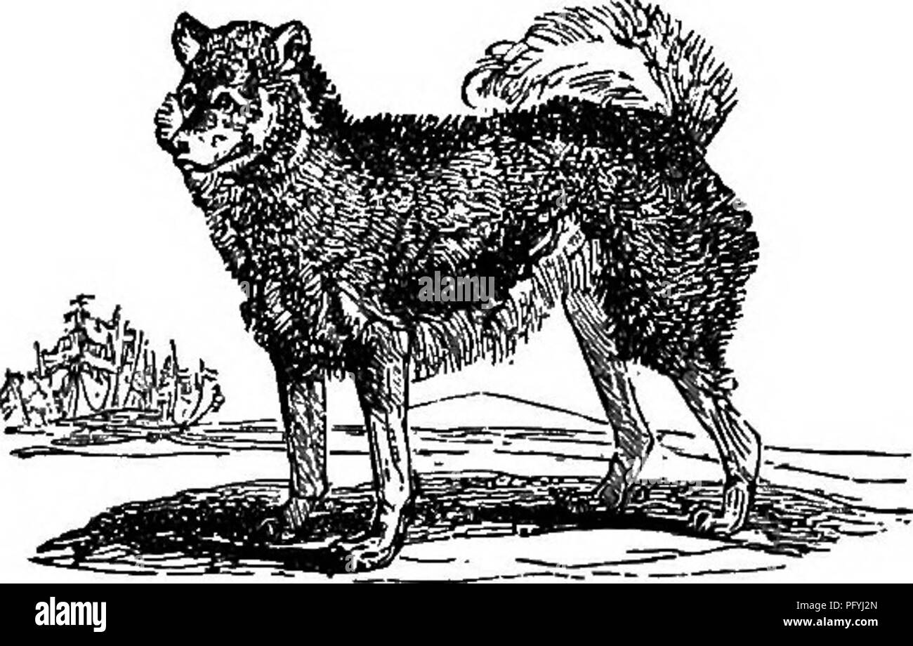 . Illustrate la storia naturale : comprendente le descrizioni di animali, uccelli, pesci, rettili, insetti, ecc., con schizzi di loro peculiari abitudini e le caratteristiche . Zoologia. TIIEDOGTRIBE. 65 di essere addestrati per tutti gli scopi per cui ogni altra varietà della specie canina è utilizzato. I piedi di questo cane sono più palmated del solito; quale struttura consente di nuotare molto veloce, a calarsi facilmente e di portare qualcosa dal fondo dell'acqua. È infatti quasi come appassionato dell'acqua come se fosse un animale anfibio. Così sa- gacious è e così pronto a dare assistenza, Foto Stock