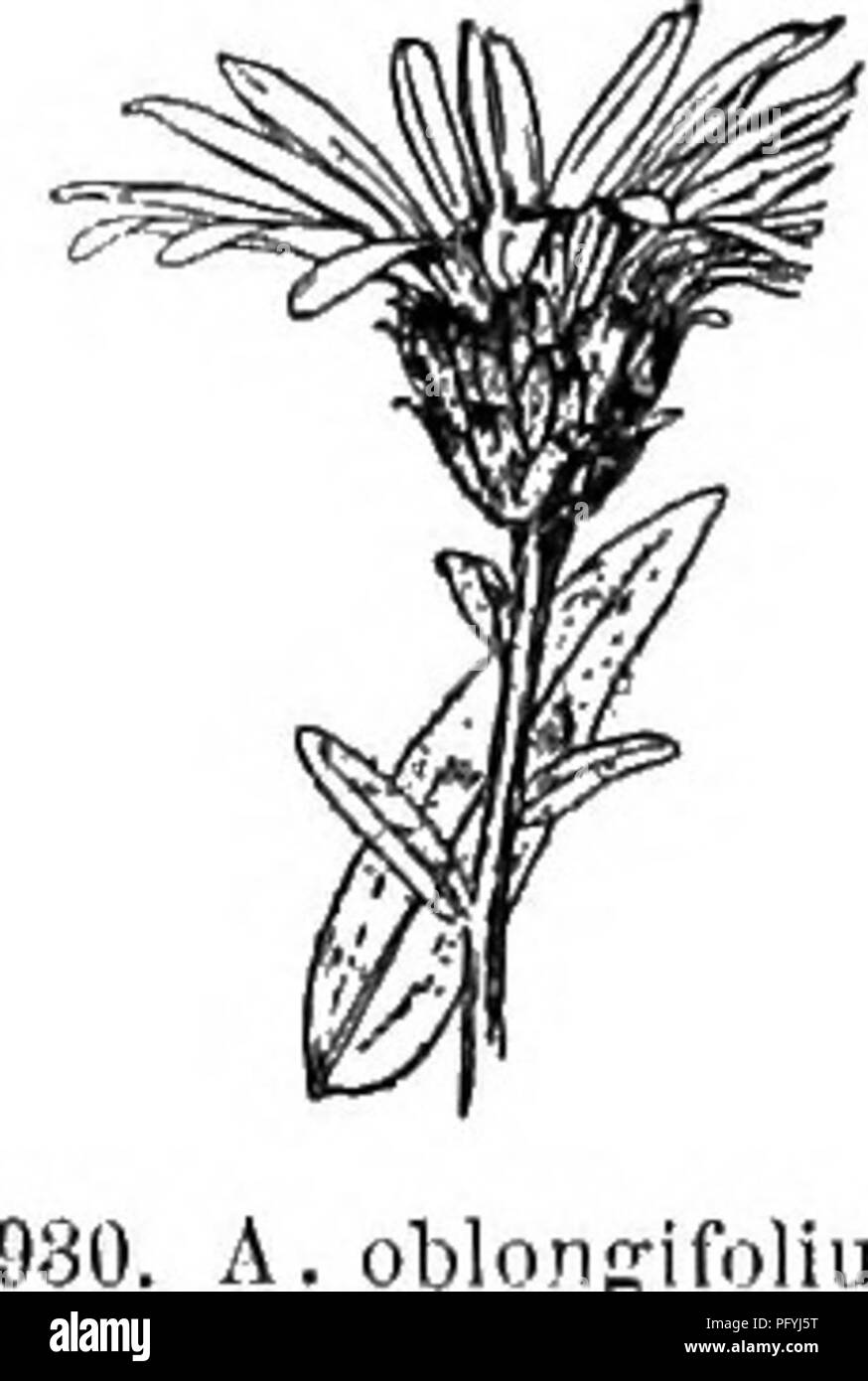 . Gray's nuovo manuale di botanica. Un manuale di piante da fiore e felci della centrale e nord-est degli Stati Uniti e del Canada adiacenti. La botanica. A. ffrandifloras, 12. A. grandiflbrus L. minutamente hispid; gambi sottili, in modo lasco molto ramificato, 3-9 dm. alta; foglie molto piccole (0,5-4 cm. lungo), oblunga lineare, ottuso e rigide, la rivolta verso l'alto passando in brattee del squarrose emisferica molti classificato involucro ; raggi luminosi viola, 2,5 cm. lungo; achenes hairy.-secco luoghi aperti, Virginia, e soutliw. - Teste molto grandi e molto appariscente. Fig. 929. 13. A. oblongifblius Nutt. Minutamente- ghiandolare puberulent, m Foto Stock