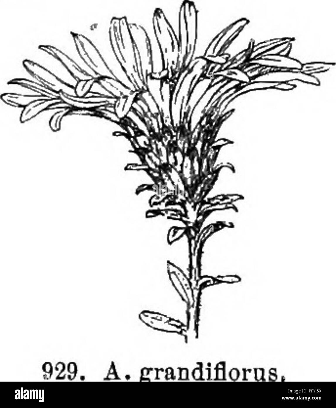 . Gray's nuovo manuale di botanica. Un manuale di piante da fiore e felci della centrale e nord-est degli Stati Uniti e del Canada adiacenti. La botanica. 806 COMPOSITAB (COiMPOSlTK famiglia), venato strettamente sessili, 5-8om. lungo quasi uniforme ; capi 1-40 ; brattee di involucro a campana oblungo, ottuso, appressed, chiaramente in varie serie, con molto breve e leggermente erbaceo spreading ciliato suggerimenti; raggi viola pallido; aohenes liscia. - Torbiere e bosco basso, NFD impiega. a elim e w. Va. July-Sept. Fig. 928. Var. strictus (Pursh) grigio. Snello, 1-8 dm. alta; capi 1-8; iuvoluoral brattee più foliaoeous, acuti Foto Stock