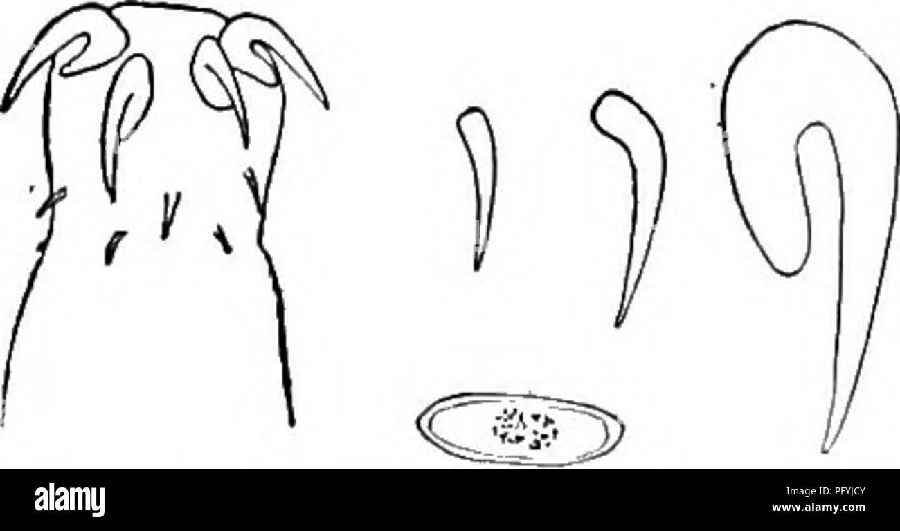 . Di acqua fresca biologia. Biologia di acqua dolce. Fig. 846. Neoechinorhynchus emydis. Proboscide, X 75; i ganci e gli embrioni, X 230. (Dopo Van scindere.) corpo molto allungato, cilindrico. Femmina 10 a 32 mm. lungo, 0,7 mm. in larghezza massima. Maschio 8 a 11 mm. di lunghezza e di 0,7 mm. ampia. Proboscide globose, 0,175 mm. a lungo. Ganci grandi, in fila anteriore fortemente recurved, 95 a 103 li lungo, in fila centrale 49 a 59 li lungo, in fila basale 35 a 54 /j lungo quasi rettilineo. Embrioni molto piccolo, ovale, 16 da 11 M. descritto originariamente da Leidy dall'in- testine di varie specie di Emys dalla Pennsylvania e Maryland. Fr Foto Stock