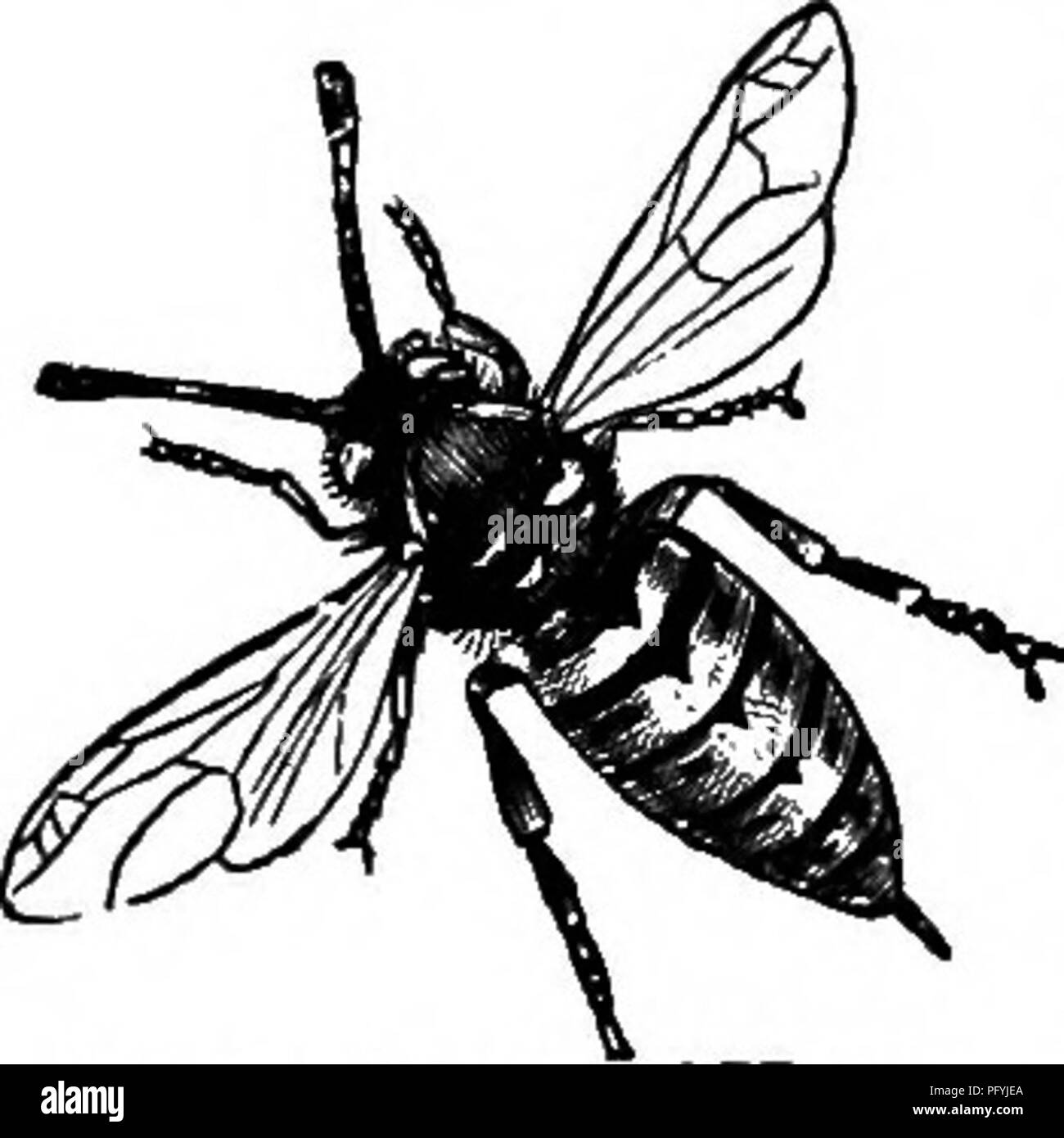 Questa voce tratta da "la storia naturale popolare" descrive le abitudini e i comportamenti di nidificazione della vespa comune (Vespula vulgaris). Spiega le vespe di materiale cartaceo utilizzate per la costruzione di nidi e la loro struttura sociale. La descrizione include i siti di nidificazione e il processo di allevamento dei giovani, offrendo informazioni sul comportamento delle vespe e sulla biologia. Foto Stock