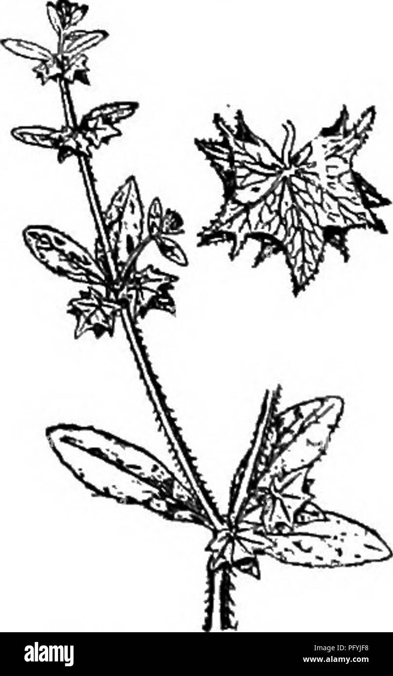 . Gray's nuovo manuale di botanica. Un manuale di piante da fiore e felci della centrale e nord-est degli Stati Uniti e del Canada adiacenti. La botanica. 682 BOBAGINACBAB (Famiglia BOEAGE) S55. L. defl., v-. amer. 3-4 mm. lungo la nutlets solo marginalmente glochidiate. (^echino- spermum Lehm.) - montagne calcaree e scogliere, e. Que.; road- lati e luoghi di rifiuti, N. B. A Minn., locale. (Eurasia.) Fig. 854. Var. americHna (grigio) Greene. Nutlets con un paio di spine lungo il medio. - Canneti e boschi aperti, la. a Man., westw. e northw. Fig. 855. 3. Mi/, floribiinda (Lehm.) Greene. Un po' severo Foto Stock