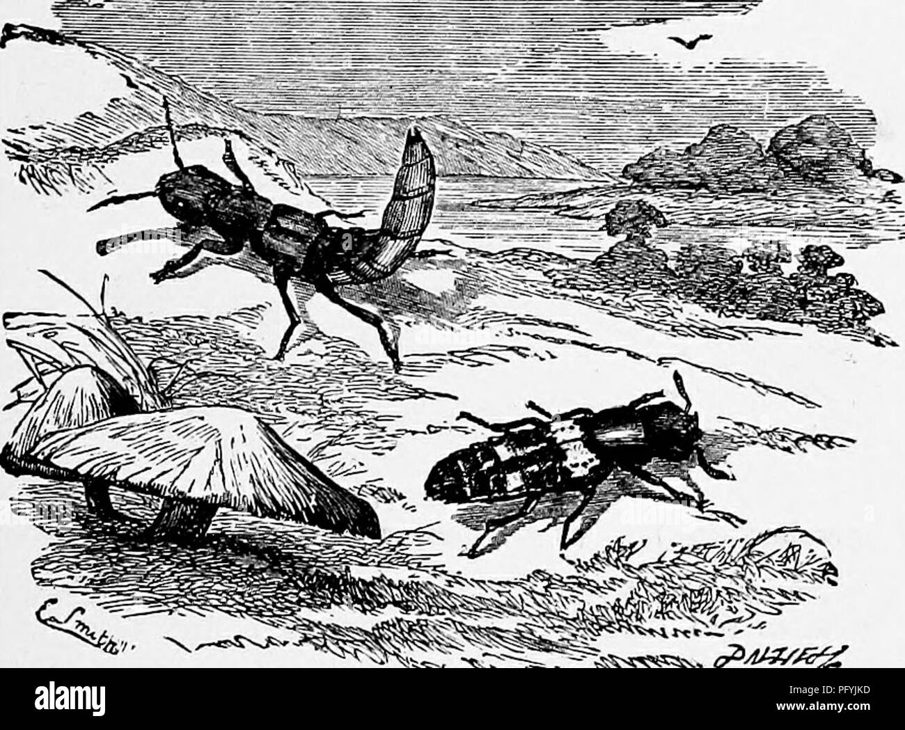 . Il popolare di storia naturale . Zoologia. Stafilinidi, 52'/ rustici generalmente si chiama Devil's coach-cavallo. Esso ha inoltre il potere di buttare fuori un più odore disgustoso, penetrante e persistente di un grado, che rifiuta di essere azionato anche con molti lavaggi. Questi coleotteri sono denominati Staphylinidae o Brachelytra, quest'ultimo termine indicante il breve elytra ed essendo un molto pertinente nome, come elytra sono brevi, quadrato e non più di un quarto della lunghezza dell'addome. Se vogliamo guardare uno di questi coleotteri assestamento dopo il suo volo, vedremo l'oggetto della sua flessibile ta Foto Stock
