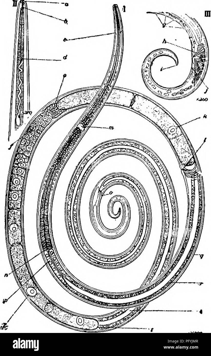 . Di acqua fresca biologia. Biologia di acqua dolce. Libero-vivente nematodi 499 2 ". .=. !?Â .. ....'!'.".". ........... J .....^.^........ II .6 â¢2 ..':...,â ¢.!?:.... M M. 56 (si) ghiandole caudali e setae cefalica assente. . Alaimus de Man. Le specie di questo genere di piccole dimensioni hanno una struttura piuttosto semplice. Tutti sono sottili. Alcuni sembrano essere parthenogenetic. Specie rappresentative. Simplex Alaimus Cobb 1914. c c molto minute striature in subcuticula in corrispondenza delle estremità, sotto le condizioni favorevoli. Oscurare le tracce delle ali laterali. Uova ap- parently depositati prima della segmentazione essere- gin. Se due testicoli Foto Stock