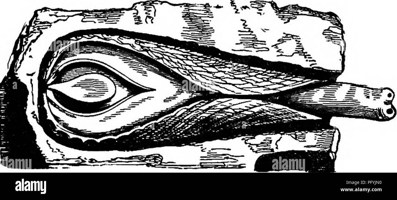 Questo lavoro di storia naturale descrive in dettaglio le abitudini e i comportamenti degli invertebrati marini come il conchiglia di rasoio e il piddock, evidenziando le loro abilità uniche di scavare e il loro ruolo negli ecosistemi costieri. Foto Stock