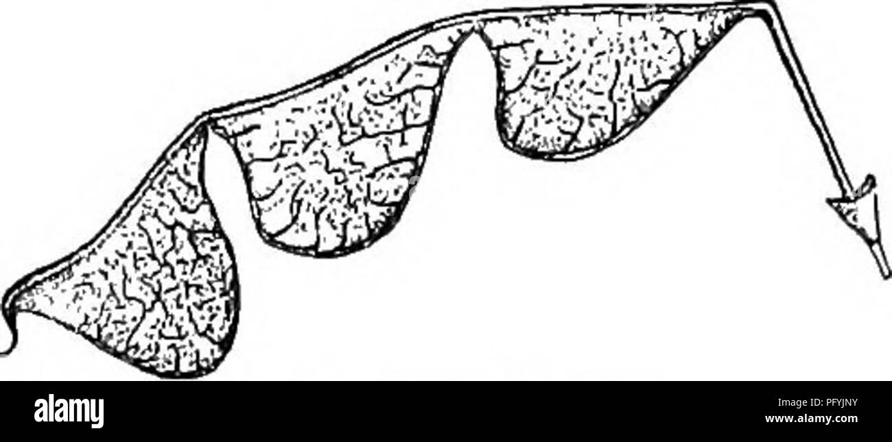 . Gray's nuovo manuale di botanica. Un manuale di piante da fiore e felci della centrale e nord-est degli Stati Uniti e del Canada adiacenti. La botanica. 1. D. nudiflftrum (L.) DC. Lascia tutti i affollata al vertice di steli sterile; depliant ampiamente ovali, bluntish, di colore biancastro sotto ; racemo elon- gated in salita per lo più levetta sfrondato o scape 6-10 dm. alta. {Meibomia Ktze.)-secco woods "oit T. J... s. Me. a w. Que., Ont., DCIM e southw. Fig. Troppo. Jj. nnaiiiomni. tqp, -v , , 2. D. grandifl&amp;nim (Walt. DC). Lascia tutti i affollata al vertice dello stelo da cui deriva la forma allungata nake Foto Stock