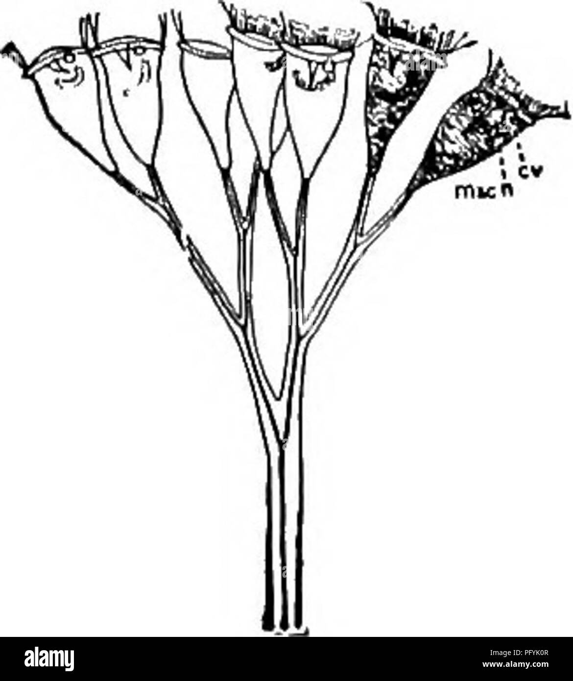 . Di acqua fresca biologia. Biologia di acqua dolce. 189 (188) Zooids parti insieme. Organismi molto simile a Carchesium ma muscolo centrale continuo, facendo sì che tutti i zooids a contrarre insieme. . Zoothamnium Stein. Specie rappresentative. . Zoothamnium adamsi Stokes 1885. I corpi di circa due volte come lungo come ampia, rastremata in pedicel; finemente striati trasversalmente. Lunghezza di zooids 60II. Segnalato da Fiume Niagara. Attaccato ad alghe.. Fig. S43. Zoothamnium adamsi. cv, vacuolo contrattile; macn macronucleus. X lOO. (Dopo Stokes.) 190 (187) non levetta 191 retrattile. Si prega di notare che queste immagini Foto Stock