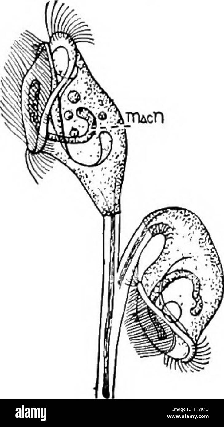 . Di acqua fresca biologia. Biologia di acqua dolce. 294 di acqua fresca 187 Biologia (190) levetta retrattile. 1S8 (io? Zooids parti in modo indipendente. I corpi a forma di campana. Muscolo centrale interrotto a livello del raccordo della levetta e la diramazione. Ciliate formazione a spirale a circa una volta e mezza cerchi. Nu- cleus a forma di ferro di cavallo. . Carchesium Ehrenberg. Specie rappresentative. Carchesium polypinum Kent 1882. Colonie spesso raggiungendo un lieight di un ottavo di un pollice. A- tached al di sotto delle superfici di pietre o stick galleggianti in fresco- acqua piscine o correnti. La colonia può essere l'host temporaneo di Ampkilep Foto Stock