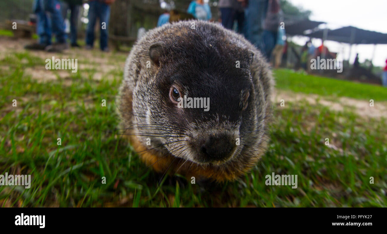 Marmotta Foto Stock