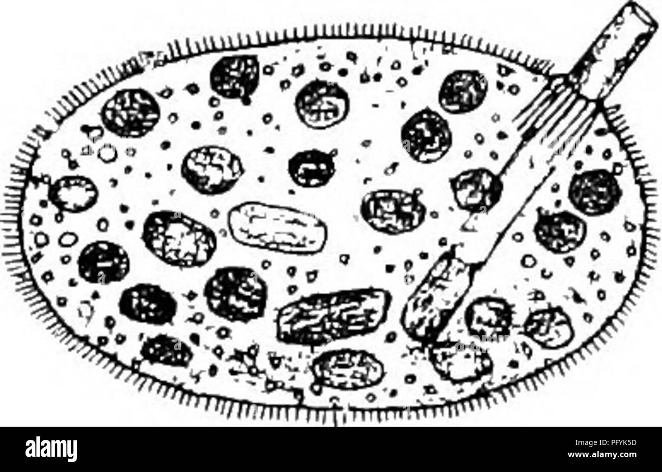 . Di acqua fresca biologia. Biologia di acqua dolce. 276 di acqua fresca 47 di Biologia (46) corpo appiattito ventralmente, convesso dorsalmente. Con un lungo collo e di solito una coda-come prolungamento che sono entrambi di ialina. In bocca una fessura in corrispondenza della base del collo, spesso invisibile. Nuclei di solito due; contractUe vacuolo posteriore. Lionotus Wrzesniowski. Specie rappresentative. Lionotus wrzesniowshii Kent 1882. i in Fig. 479. Lionotus wrzesniowshii, cv, vacuolo contrattile. X 125. (Dopo Kent.) 48 (35) bocca generalmente alquanto posteriore, e spesso con una faringe; corpo ovale o a forma di rene. . -49 49 (so) corpo completamente ciliato Foto Stock