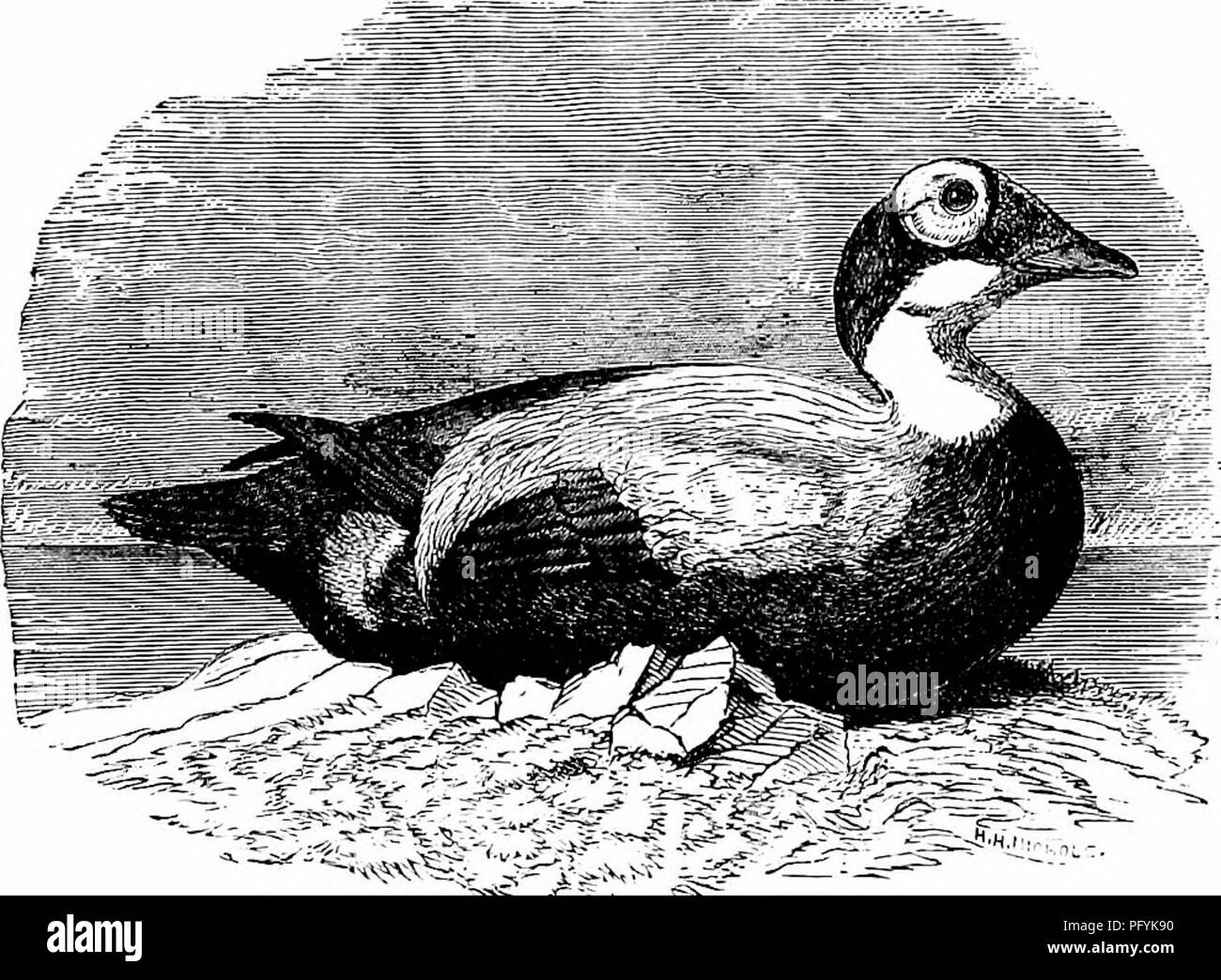 . Chiave per uccelli del Nord America. Contenente un conciso conto di ogni specie di vita e di uccelli fossili attualmente conosciuti dal continente nord del Messico e degli Stati Uniti, di confine inclusive della Groenlandia e la Bassa California, con il quale sono incorporati generali di ornitologia: un contorno della struttura e la classificazione degli uccelli; e campo ornitologia, un manuale di raccolta, preparazione e conservazione degli uccelli. Gli uccelli; uccelli; 1887. 710 sinossi sistematica.-LA3IELLIR0STRES - ANSEEES. Siberia; svernamento principalmente sulle isole Aleutian; di solito si trova in compagnia con la Pacific, spectacled e kin Foto Stock
