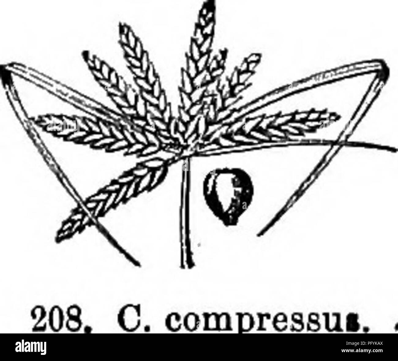 . Gray's nuovo manuale di botanica. Un manuale di piante da fiore e felci della centrale e nord-est degli Stati Uniti e del Canada adiacenti. La botanica. 205. C. Gatesii. 206. C. flavicomus. cato, marrone pallido ; stami 2 ; achene lineare orclamte oblunga (0,3-0,5 mm. ampio), a breve appuntita, grigiastro e minuziosamente snocciolate. (C polystachijus, var. lepto- stachyus Boeckl.) - Rive, soprattutto vicino alla costa, N. J. a Fla. e Tex. Fig. 204. 6. C. GatJsii Torr. Simili; molto snello ; foglie e molto lunga itivolucral ascendente delle brattee 1-2,5 mm. ampio; spikelets 0,4-1,5 cm. lungo; le scale oblunghe verde- ish; ac Foto Stock