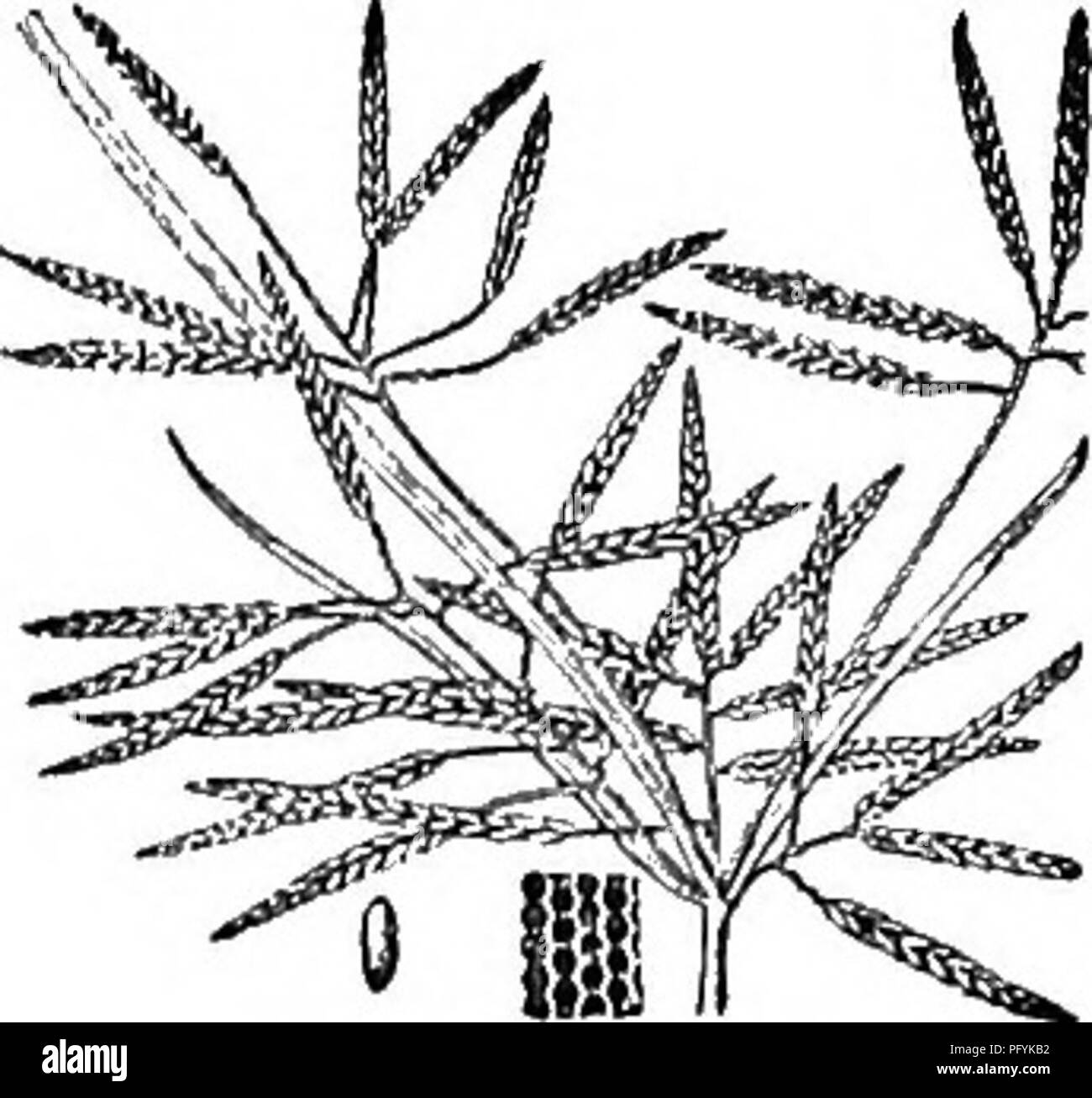 . Gray's nuovo manuale di botanica. Un manuale di piante da fiore e felci della centrale e nord-est degli Stati Uniti e del Canada adiacenti. La botanica. 205. C. Gatesii. 206. C. flavicomus. cato, marrone pallido ; stami 2 ; achene lineare orclamte oblunga (0,3-0,5 mm. ampio), a breve appuntita, grigiastro e minuziosamente snocciolate. (C polystachijus, var. lepto- stachyus Boeckl.) - Rive, soprattutto vicino alla costa, N. J. a Fla. e Tex. Fig. 204. 6. C. GatJsii Torr. Simili; molto snello ; foglie e molto lunga itivolucral ascendente delle brattee 1-2,5 mm. ampio; spikelets 0,4-1,5 cm. lungo; le scale oblunghe verde- ish; ac Foto Stock
