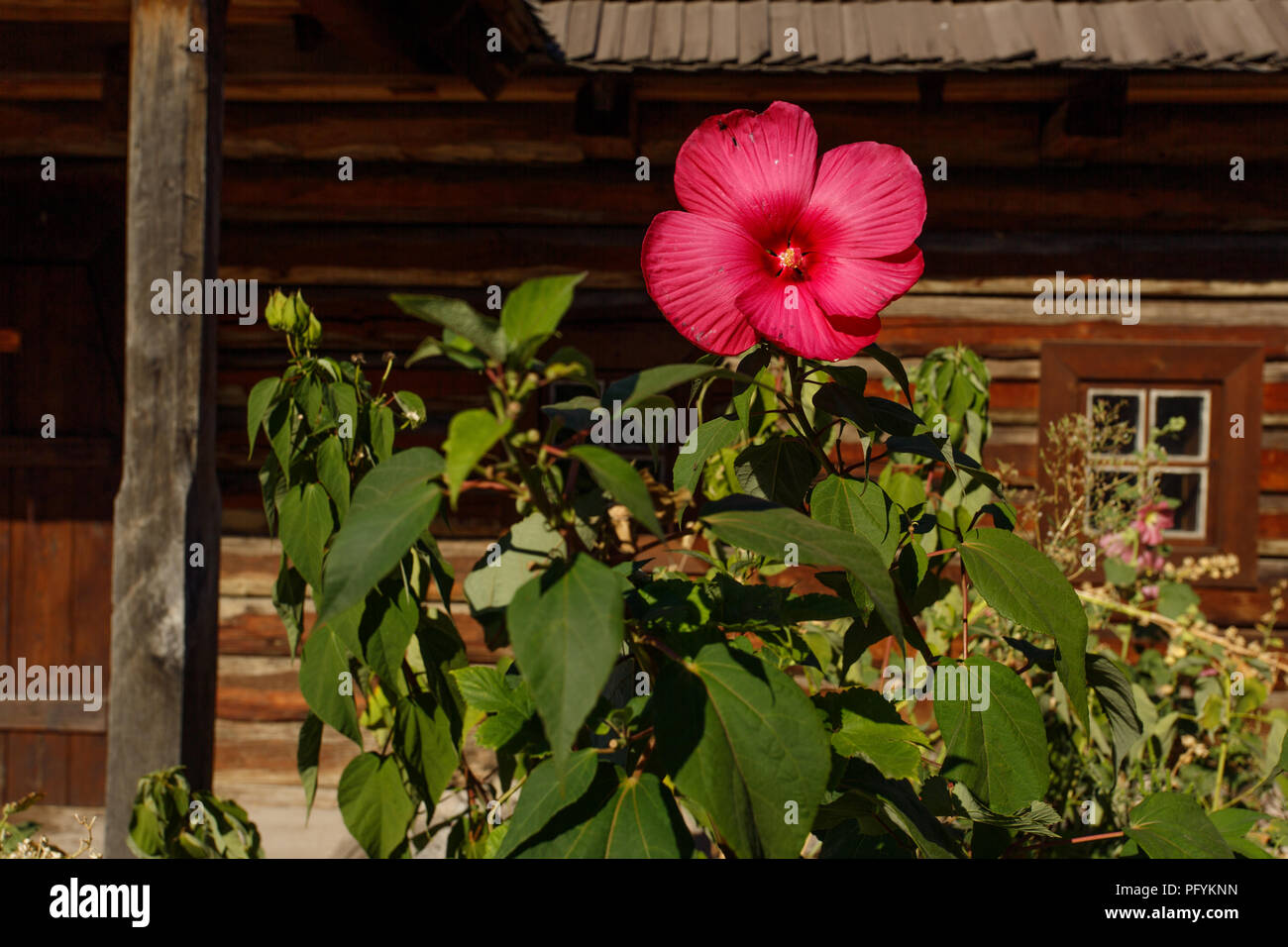 Grande fiore su uno sfondo di una vecchia casa in legno sull isola Khortica, Ucraina, Zaporozhye Foto Stock