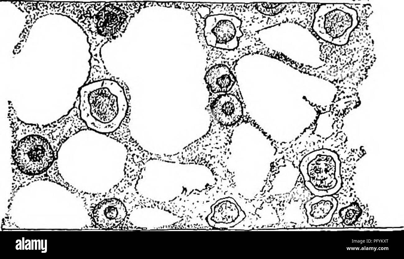 . Di acqua fresca biologia. Biologia di acqua dolce. Acqua fresca alghe 165 217 (198, 218) Le piante di non ramificato, libero-da nuoto, più o meno filamenti gelatinosi, le cellule molto lunghe; clorofilla parietale e sur- arrotondamento di un numero di grandi cospicua vacuoli che mostrano come una fila di aree hghter; pyrenoids numerosi. Re- produzione mediante heterogametes. Famiglia Sphaeropleaceae. Un solo genere noto Agardh Sphaeroplea.. Fig. 224. Sphaeroplea annuUna Agardh. (Dopo RauwenhoEf.) x 1133- Le cellule di forma cilindrica, rastremata; lunghezza da otto a venti volte la larghezza, diversi nuclei presenti. E Oogonia antheridia forme Foto Stock