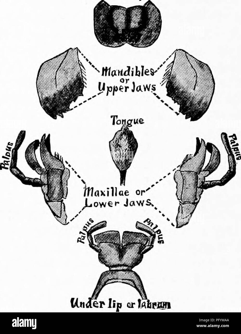 . Manuale di natura-studio per insegnanti e genitori, basato sulla natura di Cornell-studio di volantini. Lo studio della natura. 368 Hmidbook di Nature-Study. intrusi o briganti può funzionare male per la sua progenie. La maggior parte delle specie di cavallette passare l inverno nella fase di uovo; ma a volte si trovano in primavera a quelle giovani che in tratteggio in caduta e che sembrano come spry come se non fossero state congelate rigida. Lezione UppefllpopiaBrHW LXXX la cavalletta Red-Legged leader di pensiero-^l'erba tramoggia si alimenta di erba e altre erbacee ed è specialmente equipaggiati per vivere in campi erbosi il suo colore protegge da Foto Stock