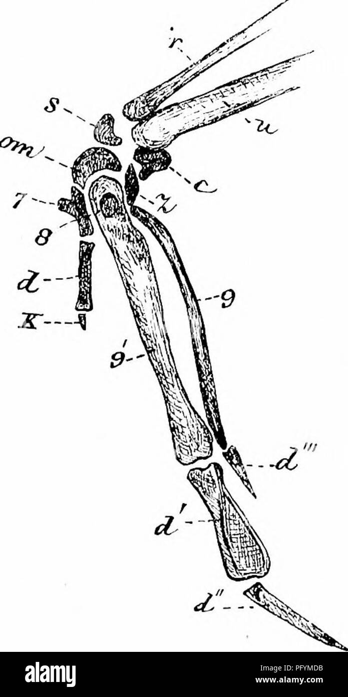 Questa chiave per gli uccelli nordamericani fornisce resoconti concisi di ogni specie nota di uccelli viventi e fossili in Nord America, dalla Groenlandia alla California. Incorpora dettagli sulla struttura degli uccelli e sulla classificazione e offre una guida pratica sulla raccolta, la preparazione e la conservazione degli esemplari. Foto Stock