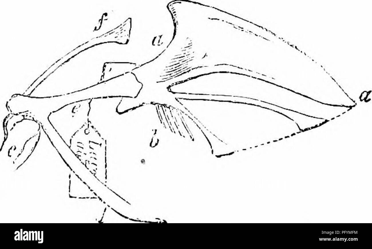 Questa chiave per gli uccelli nordamericani offre un resoconto conciso di ogni specie di uccelli conosciuta nel continente, comprese le specie viventi e fossili. Copre un'ampia area geografica dal Messico alla Groenlandia e alla bassa California. Foto Stock