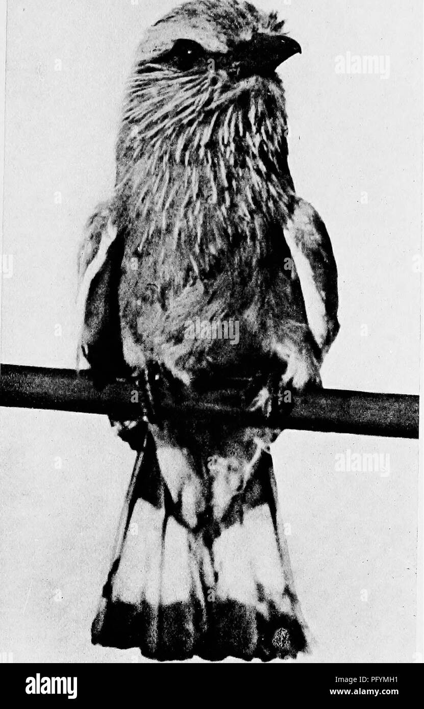 I Bombay Ducks, noti anche come Blue Jay, sono un argomento affascinante in questo lavoro zoologico di Dewar e Faryer. Il libro descrive in dettaglio vari uccelli e bestie trovati nell'ambiente naturale, fornendo descrizioni delle loro abitudini e habitat. Foto Stock