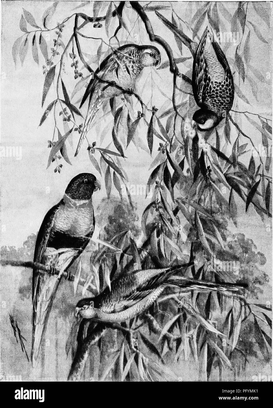 Questo lavoro presenta un resoconto completo dei pappagalli australiani, tra cui specie come il Bourke Grass-Parakeet (Neophema bourlcei), lo Smutty Parrakeet (Platycercus browni) e il Lorikeet dal collo rosso (Trichooloasits rubritorques). Il libro fornisce descrizioni dettagliate e classificazioni di varie specie di pappagalli native dell'Australia. Foto Stock