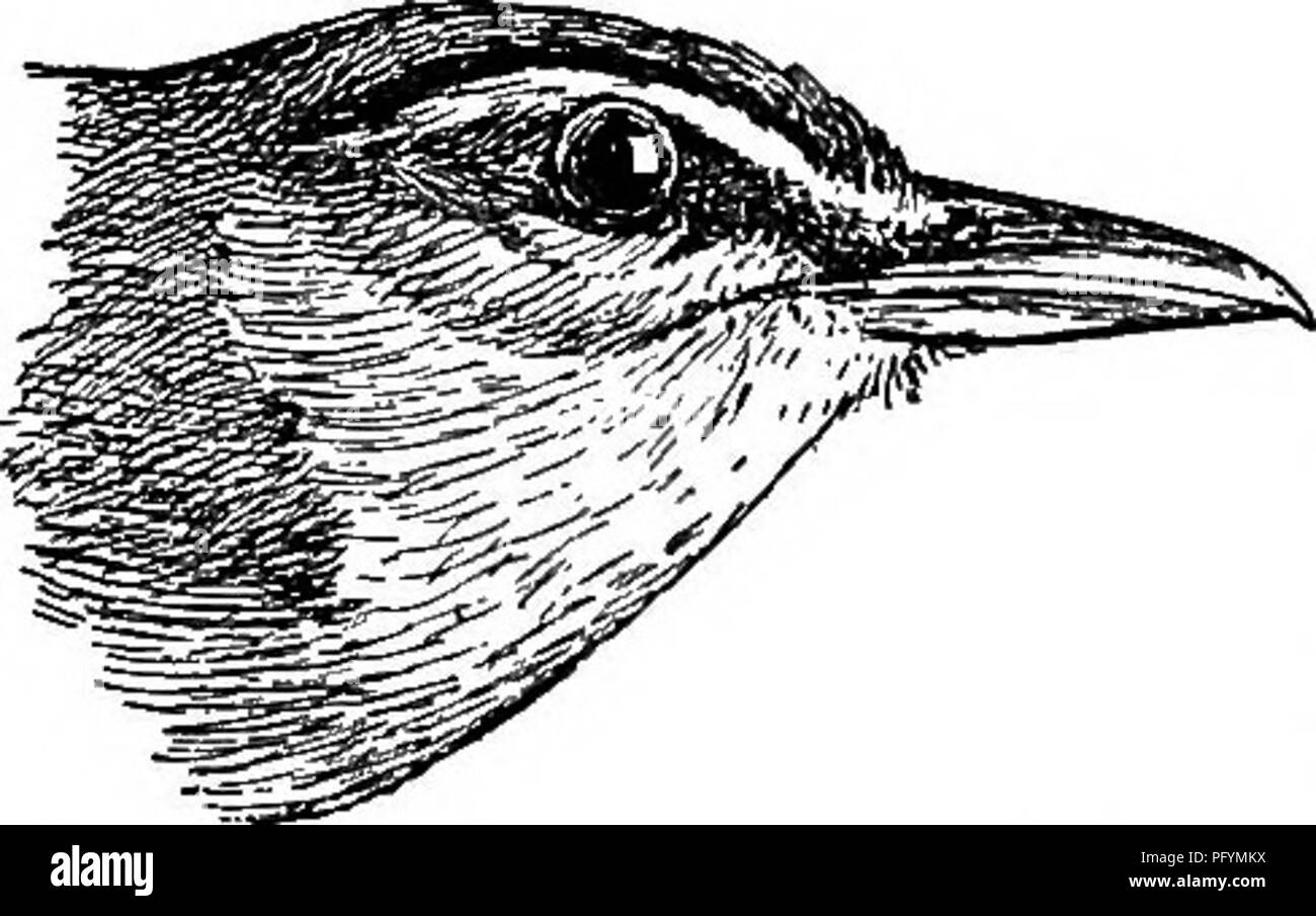 . Manuale di uccelli del Nord America orientale : con i tasti per le specie e le descrizioni del loro plumages, i nidi e le uova, la loro distribuzione e migrazione ... Gli uccelli. 328 VIREOS.. Fig. 91.-letto-eyed Vireo. (Dimensione naturale.) a venti piedi. Uova, tre a quattro, bianco, con una tonalità tendente al rosa, chiazzato e chiazzato, principalmente al fine di grandi dimensioni, con bruno rossastro, -TS x -SS. Questo non è insolito estate residenti nel sud della Florida, ar- influenza dal suo inverno home in America centrale all'inizio di maggio. La sua canzone è simile a quello della red-eyed Vireo, ma è un po' più hesi- tazione e enfatica. 624&GT; Vir Foto Stock