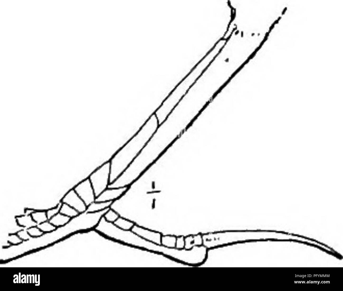 . Manuale di uccelli del Nord America orientale : con i tasti per le specie e le descrizioni del loro plumages, i nidi e le uova, la loro distribuzione e migrazione ... Gli uccelli. Pizzichi, passeri, ecc. 289 grasso come palline di burro. In midwinter, nel lontano nord, quando il Ther- mometer mostrava trenta gradi sotto zero e la ohill blizzard soffiava nelle pianure, ho visto questo coraggioso uccellino allegramente a caccia di suoi compagni, e versando il come ha volato il suo dolce, 'voluble' canzone con tanto di spirito come mai Sliylark ha nelle giornate più soleggiate di giugno. Come lungo come la neve dura il simbolo del fiocco di neve soggiorni e come così Foto Stock