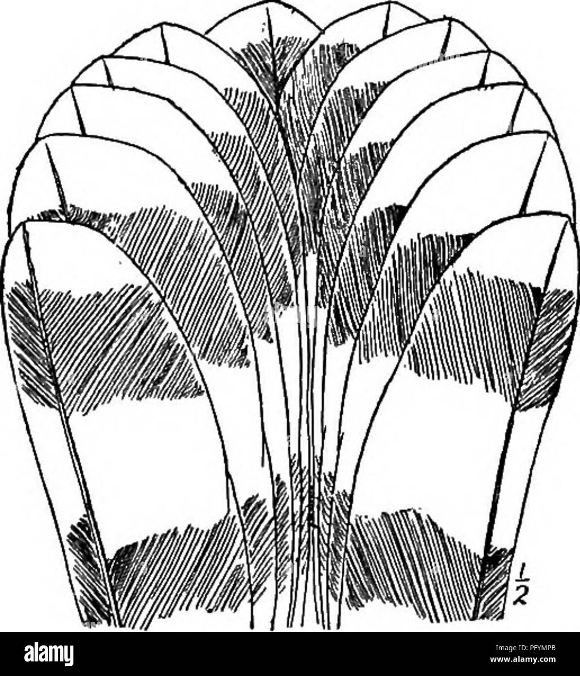 . Manuale di uccelli del Nord America orientale : con i tasti per le specie e le descrizioni del loro plumages, i nidi e le uova, la loro distribuzione e migrazione ... Gli uccelli. Falchi, Falchi, aquile, ecc. 199 servire la reputazione comunemente attribuita al grande tlie falchi del genere Buteo. La Sharp-shinned Hawk differisce decisamente in abitudini dall. mouse- o insetto-eating specie che guardare per la loro preda da un belvedere e la cattura a terra. Si tratta di un intrepido, audaci, ag- gressive bird, e volare rapidamente, piuttosto bassa, sia all'aperto o. attraverso boschi, rende improvvisa dei trattini a frighte Foto Stock