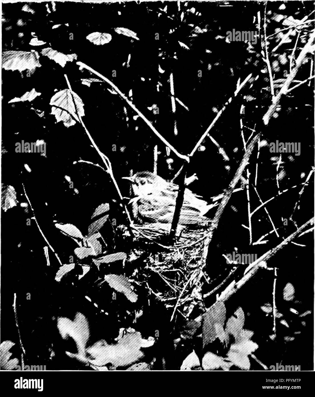 Questo libro presenta un nuovo metodo per studiare e fotografare gli uccelli selvatici, con varie specie come la parula dai lati delle castagne, con approfondimenti sul loro comportamento e sulle pratiche di nidificazione durante le diverse stagioni. Foto Stock Questo libro presenta un nuovo metodo per studiare e fotografare gli uccelli selvatici, con varie specie come la parula dai lati delle castagne, con approfondimenti sul loro comportamento e sulle pratiche di nidificazione durante le diverse stagioni. Foto Stock
