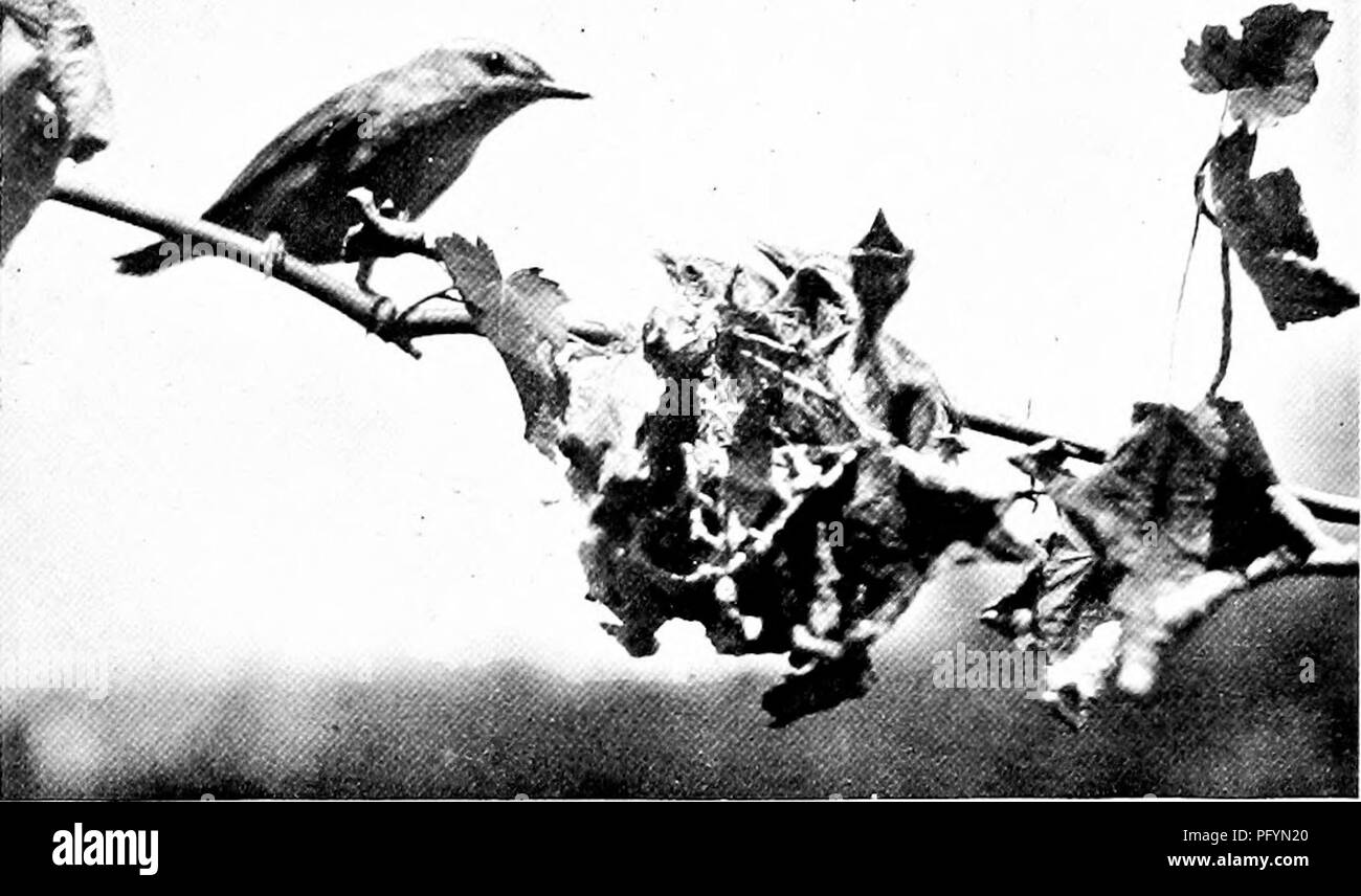 Questo studio offre una prospettiva unica sul comportamento degli uccelli selvatici, concentrandosi sulle abitudini di alimentazione di specie come il Vireo dagli occhi rossi. Evidenzia il ruolo dell'osservazione e della fotografia nella comprensione della vita degli uccelli, in particolare nell'alimentazione dei loro piccoli. Foto Stock