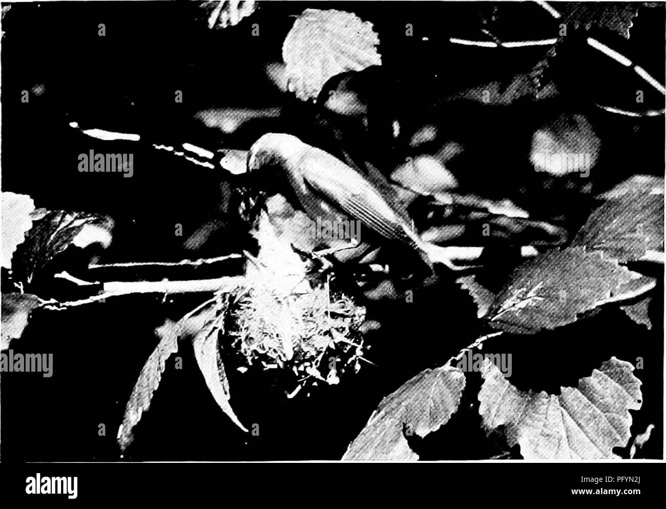 . La vita di casa degli uccelli selvatici; un nuovo metodo per lo studio e la fotografia di uccelli. Gli uccelli e la fotografia di uccelli. K.g . 50. Femmina rosso-eyed Vireo pronti a fornire un grande insetto.. Fig. 51. Immissione bene verso il basso in una gola di fame.. Si prega di notare che queste immagini vengono estratte dalla pagina sottoposta a scansione di immagini che possono essere state migliorate digitalmente per la leggibilità - Colorazione e aspetto di queste illustrazioni potrebbero non perfettamente assomigliano al lavoro originale. Herrick, Francesco Hobart, 1858-1940. New York, Londra, G. P. Putnam Sons Foto Stock