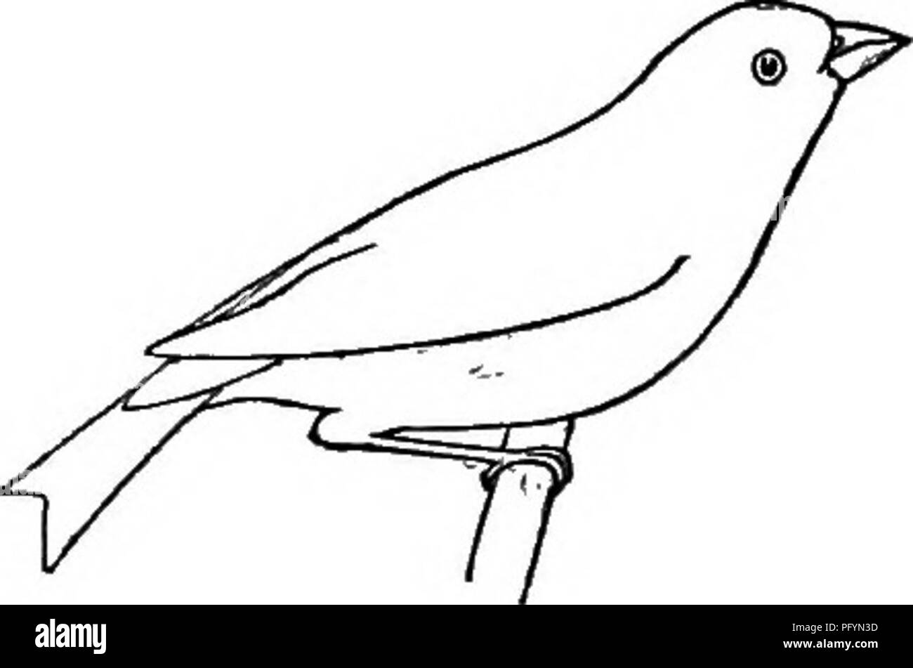 . La terra-uccelli e gioco-uccelli del New England : con le descrizioni degli uccelli, i nidi e le uova, le loro abitudini e note . Gli uccelli. 174 land-UCCELLI E GIOCO-BIKDS infine ha svegliato un Pino Solitario Grosbeak, che ha pronunciato Ma call-nota diverse volte e sono rimasti nel quartiere fino al 6.15, quando egli appollaiato sulla cima di un pino e hanno cantato per la sev- erale minuti. La sua canzone era dolce e molto simile a quella della viola Finch, ma era ora e poi interrotta dalla sua normale grida". III. CARPODACUS (A) PDRPDREUS. Viola Finch. " Linnet." (in Nuova Inghilterra, un comune residente in summe Foto Stock