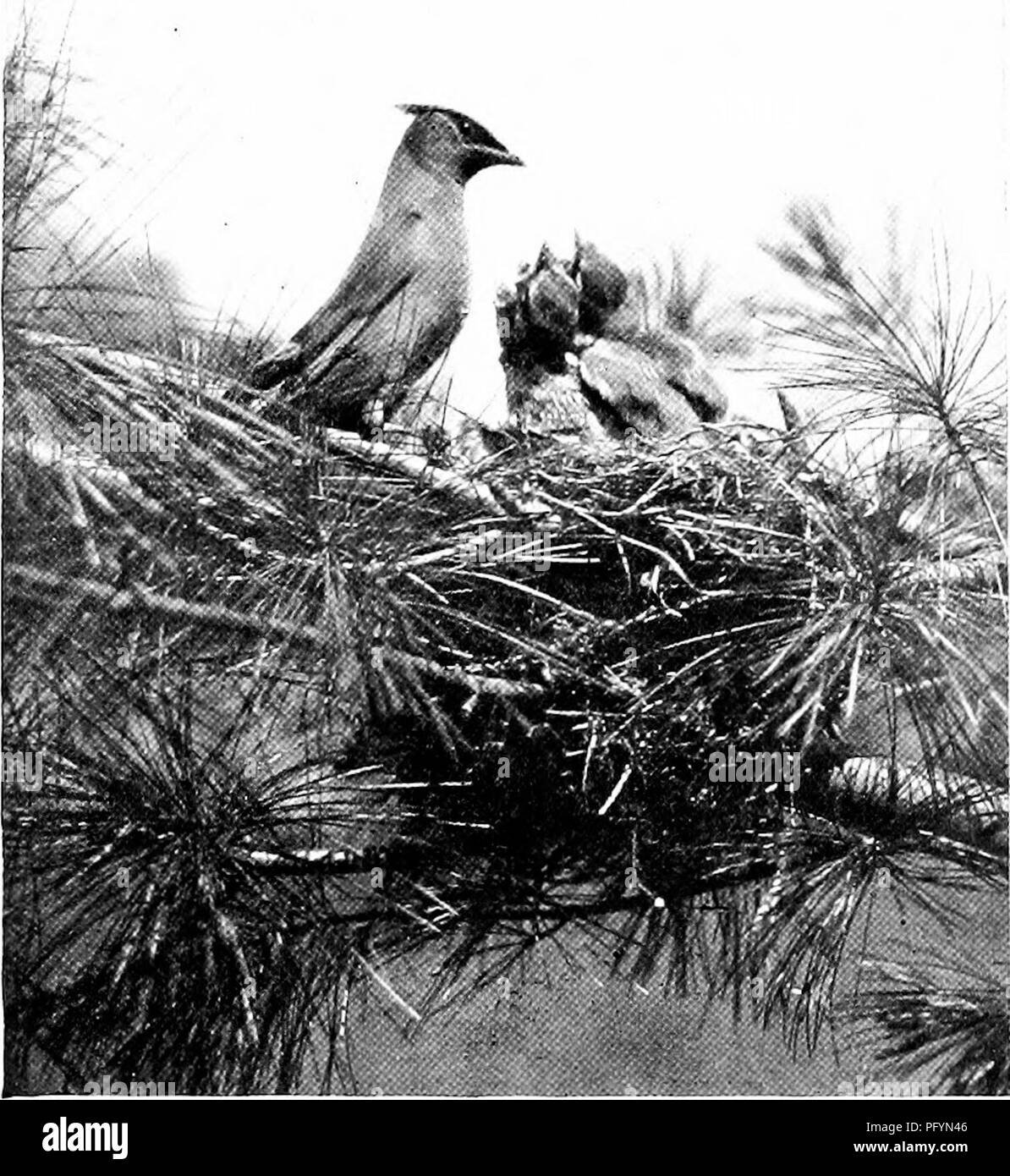La vita di casa degli uccelli selvatici; un nuovo metodo per lo studio e la  fotografia di uccelli. Gli uccelli e la fotografia di uccelli. Ficta. 40.  Dopo aver alimentato il