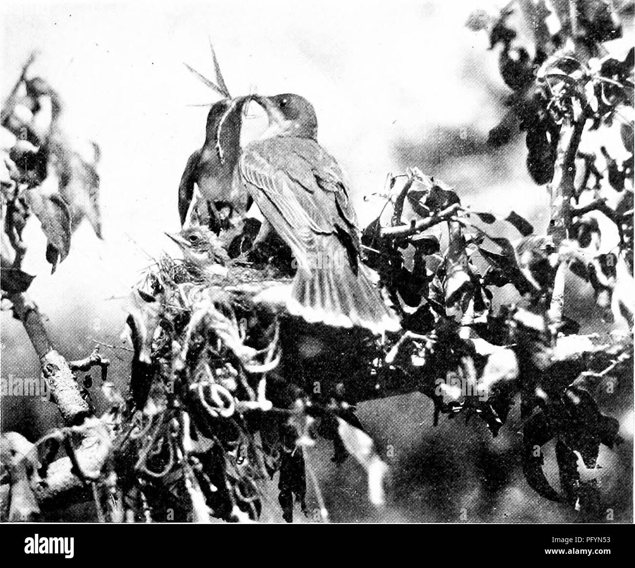. La vita di casa degli uccelli selvatici; un nuovo metodo per lo studio e la fotografia di uccelli. Gli uccelli e la fotografia di uccelli. Fig. 19. Kingbirds lacerare un travolgente dragon-fly. La femmina, che si erge nella parte anteriore, è stato meditabondo quando la preda è stata portata dal maschio di.. Si prega di notare che queste immagini vengono estratte dalla pagina sottoposta a scansione di immagini che possono essere state migliorate digitalmente per la leggibilità - Colorazione e aspetto di queste illustrazioni potrebbero non perfettamente assomigliano al lavoro originale. Herrick, Francesco Hobart, 1858-1940. New York, Londra, G. P. Putnam Sons Foto Stock