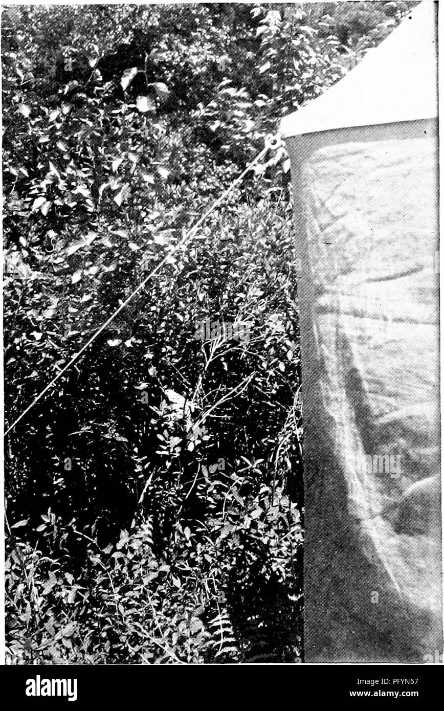 Questo lavoro delinea un nuovo metodo per studiare e fotografare gli uccelli selvatici. L'approccio riduce al minimo i disturbi per gli uccelli e prevede l'installazione di tende di osservazione, consentendo la fotografia ravvicinata mentre gli uccelli si prendono cura dei loro piccoli. Foto Stock