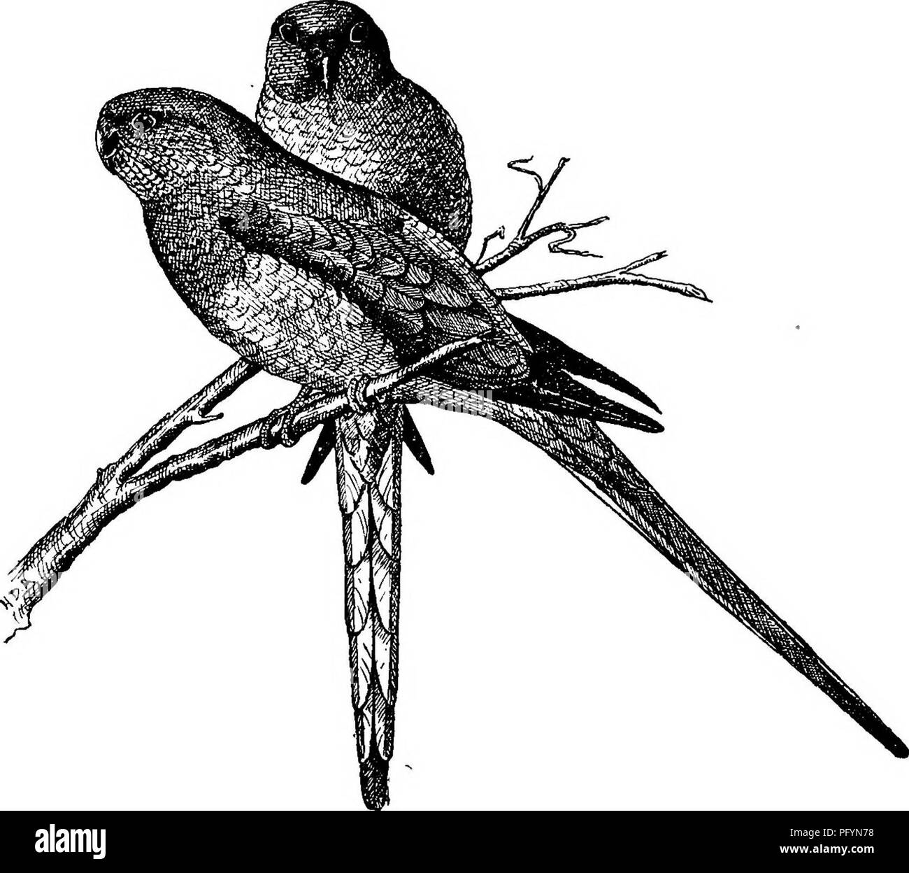 Questo capitolo si concentra sul comportamento e la cura dei pappagalli dai tratti rossi, esaminando le loro interazioni sociali, il loro movimento e i loro tratti unici. Fornisce informazioni sul loro comportamento sia in cattività che in natura, sottolineando la loro capacità di navigare negli ambienti utilizzando artigli e becchi. Foto Stock