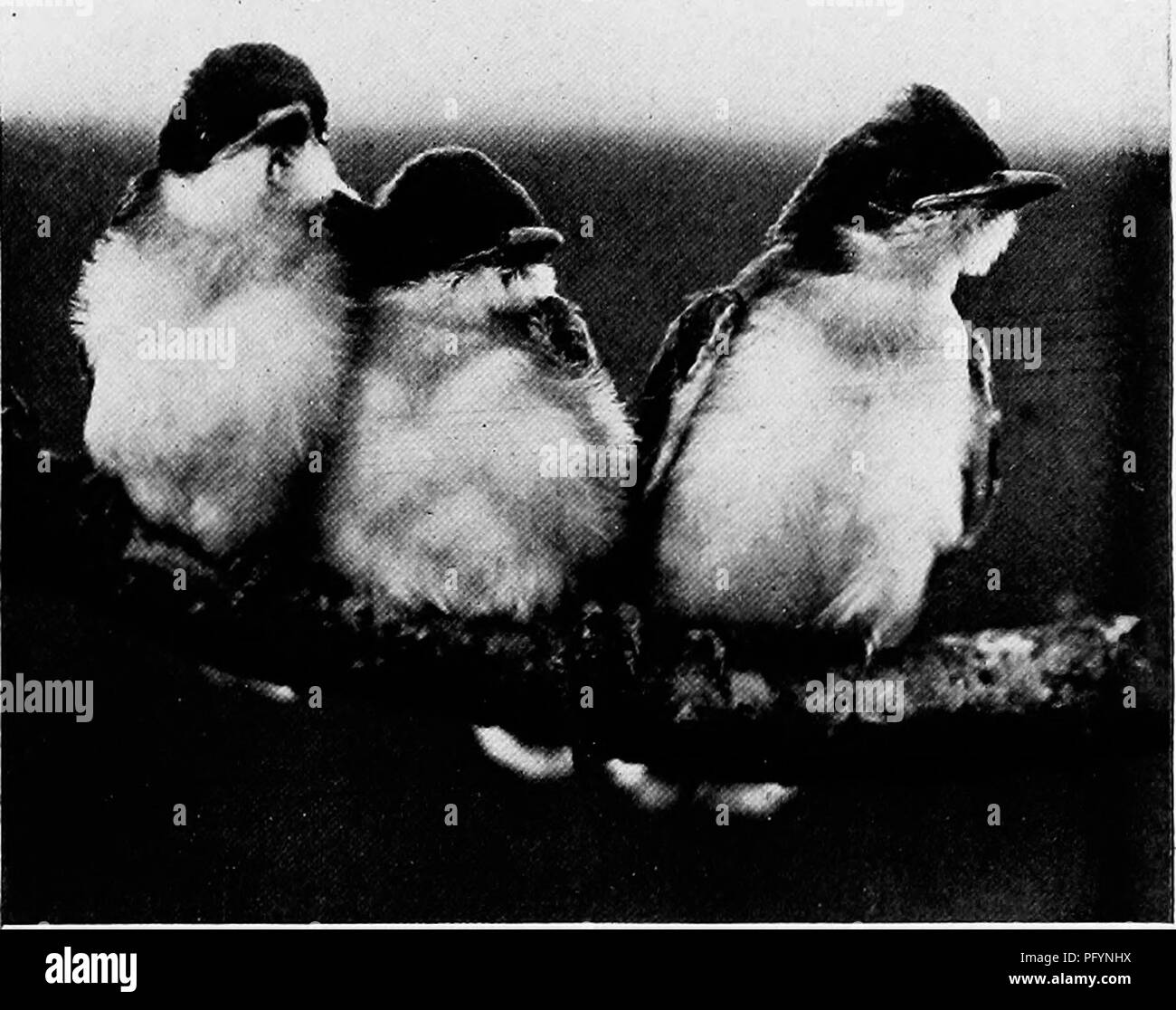 . Gli studi della telecamera di uccelli selvatici nelle loro case . Gli uccelli e la fotografia di uccelli. 275. Fig.23S. Tre piccoli KINGS, alleato. Come mi sono avvicinato il frutteto sono venuti incontro a me, non con le parole di benvenuto, ma con il loro consueto Martellare a penna- trating note di avvertenza. Quando ho messo in pausa sotto il loro nido divennero così rumoroso che hanno messo tutta la popolazione di Orchard in un panico; Robins, Bluebirds, Chip- ping e canzone passeri, Orioles, Casa Wrens ed una coppia di alberi rondini, swarmed su di me tutto dando loro var- ious note di angoscia e di allarme. È necessario ma a pochi minuti di questo rumore per portare via th Foto Stock