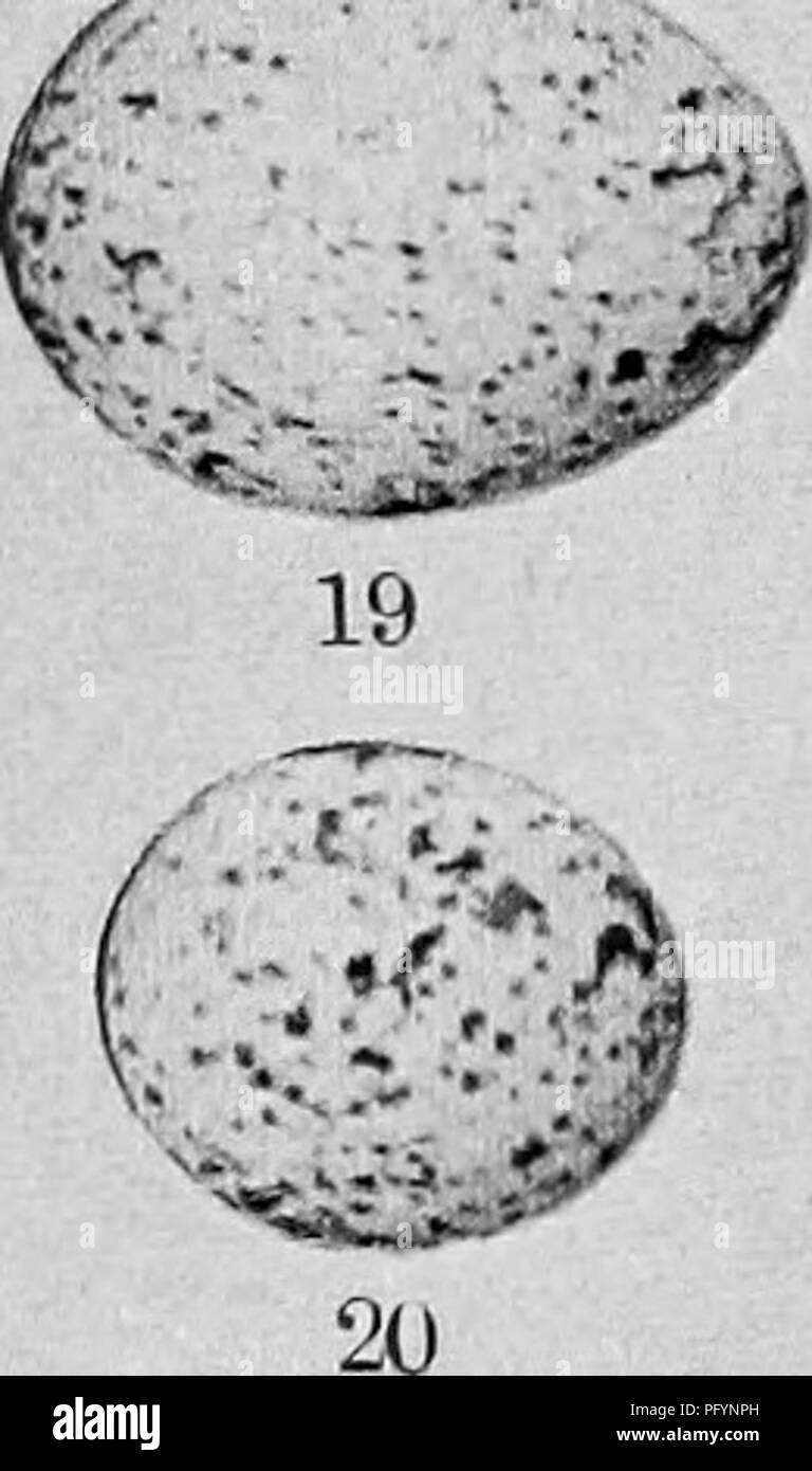 . Case di uccelli : i nidi e le uova e le abitudini di allevamento degli uccelli terrestri allevamento negli Stati Uniti orientali, con accenni sull allevamento e di fotografare gli uccelli giovani . Gli uccelli; uccelli. r^. 21 piastra D. - Comune di uova. Ho Pewee di legno. 7- dipinto Bunting. 12. Rose-breasted Grosbeak. 17- Il Cardinale. 2 trillo di pino. 8. Chipping Sparrow. 13. Scarlet Tanager.. Mockingbird. 3 Viola gracchiano. 0- Catbird. 14. Trillo giallo. 19. Mucca uccello. 4 Kingbird. lo. American Robin. 15. Chestnut facciate trillo. 20. Prothonotary trillo 5 Shrike Caretta. II. Legno Tordo. 16. Blue Jay. 21. Purpk' Finch. 6 giallo-breaste Foto Stock . Case di uccelli : i nidi e le uova e le abitudini di allevamento degli uccelli terrestri allevamento negli Stati Uniti orientali, con accenni sull allevamento e di fotografare gli uccelli giovani . Gli uccelli; uccelli. r^. 21 piastra D. - Comune di uova. Ho Pewee di legno. 7- dipinto Bunting. 12. Rose-breasted Grosbeak. 17- Il Cardinale. 2 trillo di pino. 8. Chipping Sparrow. 13. Scarlet Tanager.. Mockingbird. 3 Viola gracchiano. 0- Catbird. 14. Trillo giallo. 19. Mucca uccello. 4 Kingbird. lo. American Robin. 15. Chestnut facciate trillo. 20. Prothonotary trillo 5 Shrike Caretta. II. Legno Tordo. 16. Blue Jay. 21. Purpk' Finch. 6 giallo-breaste Foto Stock