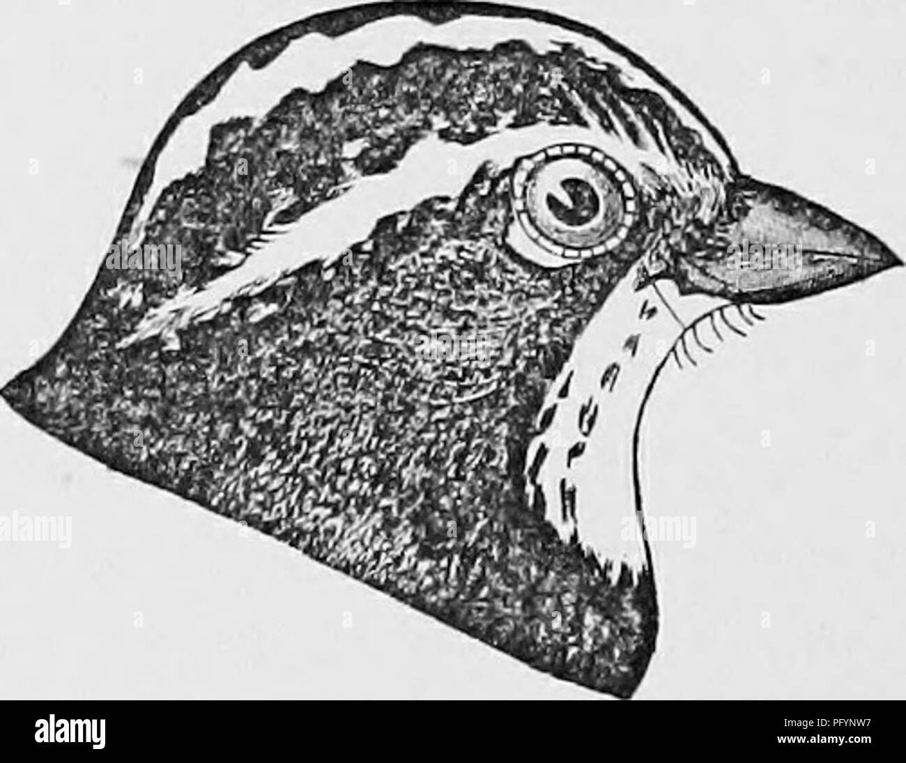 . Chiave per uccelli del Nord America; contenente un conciso conto di ogni specie di vita e di uccelli fossili attualmente conosciuti dal continente nord del Messico e Stati Uniti confine. Illustrato da 6 piastre di acciaio e verso l'alto di 250 xilografie. Gli uccelli. Fig. 87. Nero-chinnecl Sparrow. la coda (completamente a 3), che supera di molto il vfings (2J) ; il giovane mancanza il nero sul viso, e hanno la corona wa,shcd con ashy-marrone, il Bill dusky sopra; ma può essere conosciuto dalla lunghezza della coda. Messico, a nord di Colorado Valley; Capo San Lucas. (S. atri- mentalis lettino. 8. cana Bd. ,S'. evura Co Foto Stock