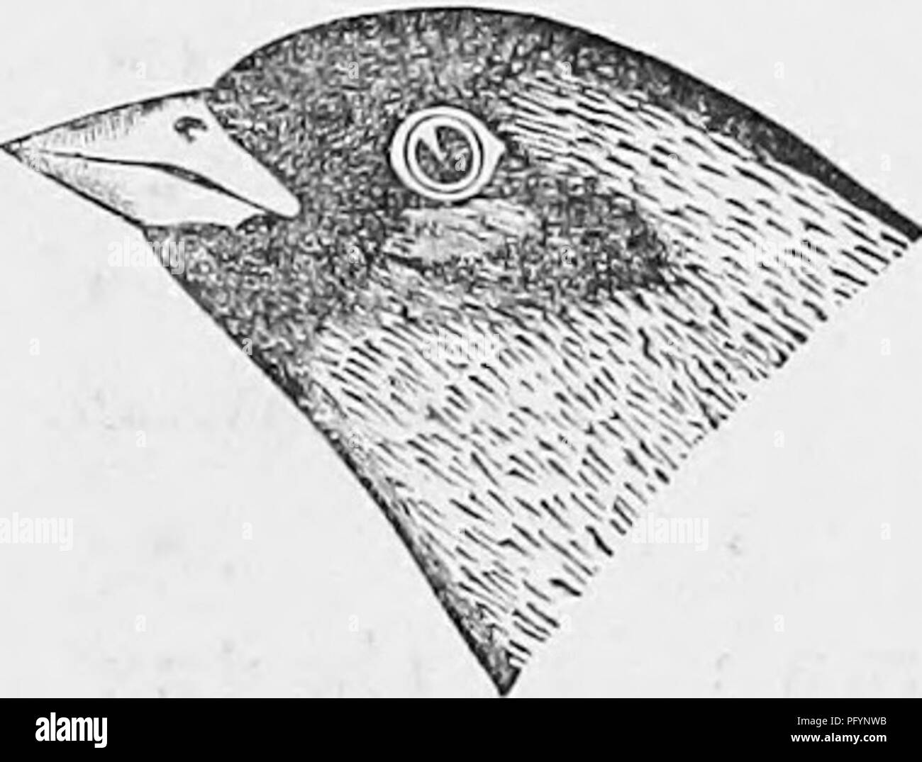 . Chiave per uccelli del Nord America; contenente un conciso conto di ogni specie di vita e di uccelli fossili attualmente conosciuti dal continente nord del Messico e Stati Uniti confine. Illustrato da 6 piastre di acciaio e verso l'alto di 250 xilografie. Gli uccelli. 144 FRINGILLIDiE, fringuelli, ecc. GEN. 74. ^ '1^". Fig. 87. Nero-chinnecl Sparrow. la coda (completamente a 3), che supera di molto il vfings (2J) ; il giovane mancanza il nero sul viso, e hanno la corona wa,shcd con ashy-marrone, il Bill dusky sopra; ma può essere conosciuto dalla lunghezza della coda. Messico, a nord di Colorado Valley; Capo San Lucas. (S Foto Stock