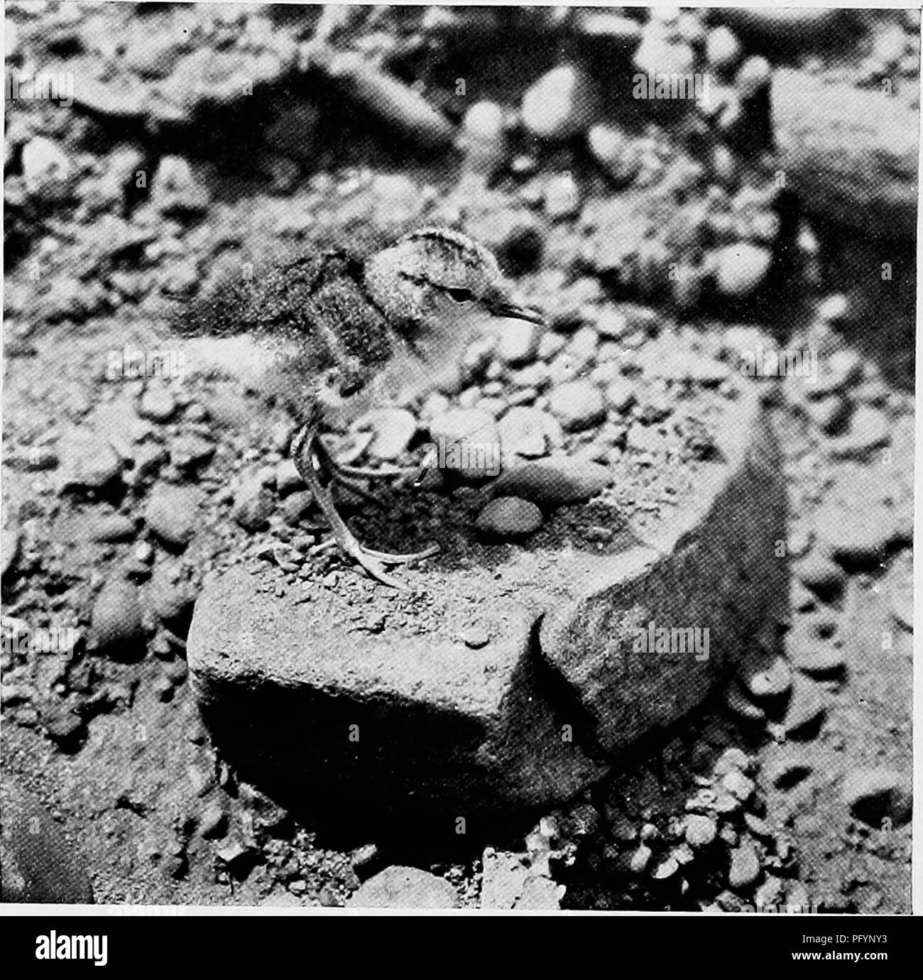 . Gli studi della telecamera di uccelli selvatici nelle loro case . Gli uccelli e la fotografia di uccelli. 2-18. Fig. 208. Poco piro-piro sono belli piccoli acari, coperto â con soft verso il basso. Esse vengono eseguite molto rapidamente e nascondere più efficacemente. Alcuni scoiattolo grigio; egli potrebbe richiedere qualche, grazioso limiti verso di noi e poi fermarsi e cerca chi himâever avvicinandosi. ]Iy sandpiper amico ha lasciato il suo nido e corse incontro a lui che ha fatto circa una decina di metri dal nido. Iniziò quindi il bit più belli di bird-strategia che io abbia mai visto. Un uccello ferito in realtà non poteva intervenire la parte migliore di quello che ha fatto; egli ha mantenuto il molleggio verso di lei, pos Foto Stock